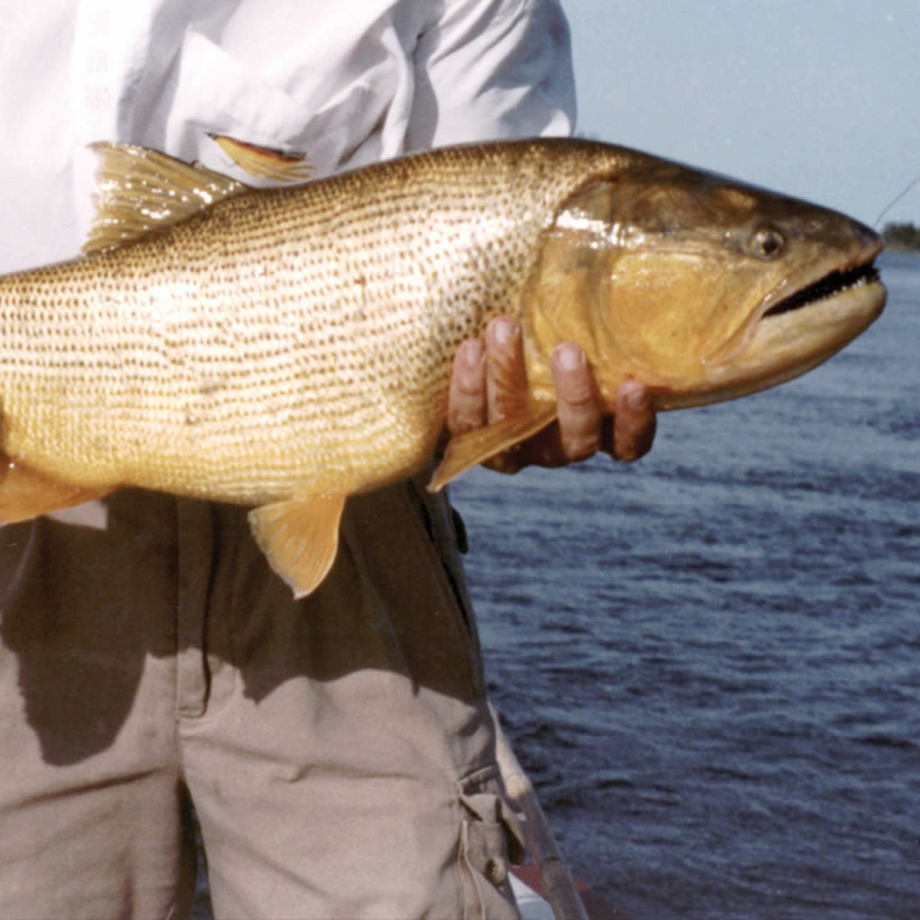 Explican por qué debe restringirse la pesca del dorado en Entre Ríos episode artwork