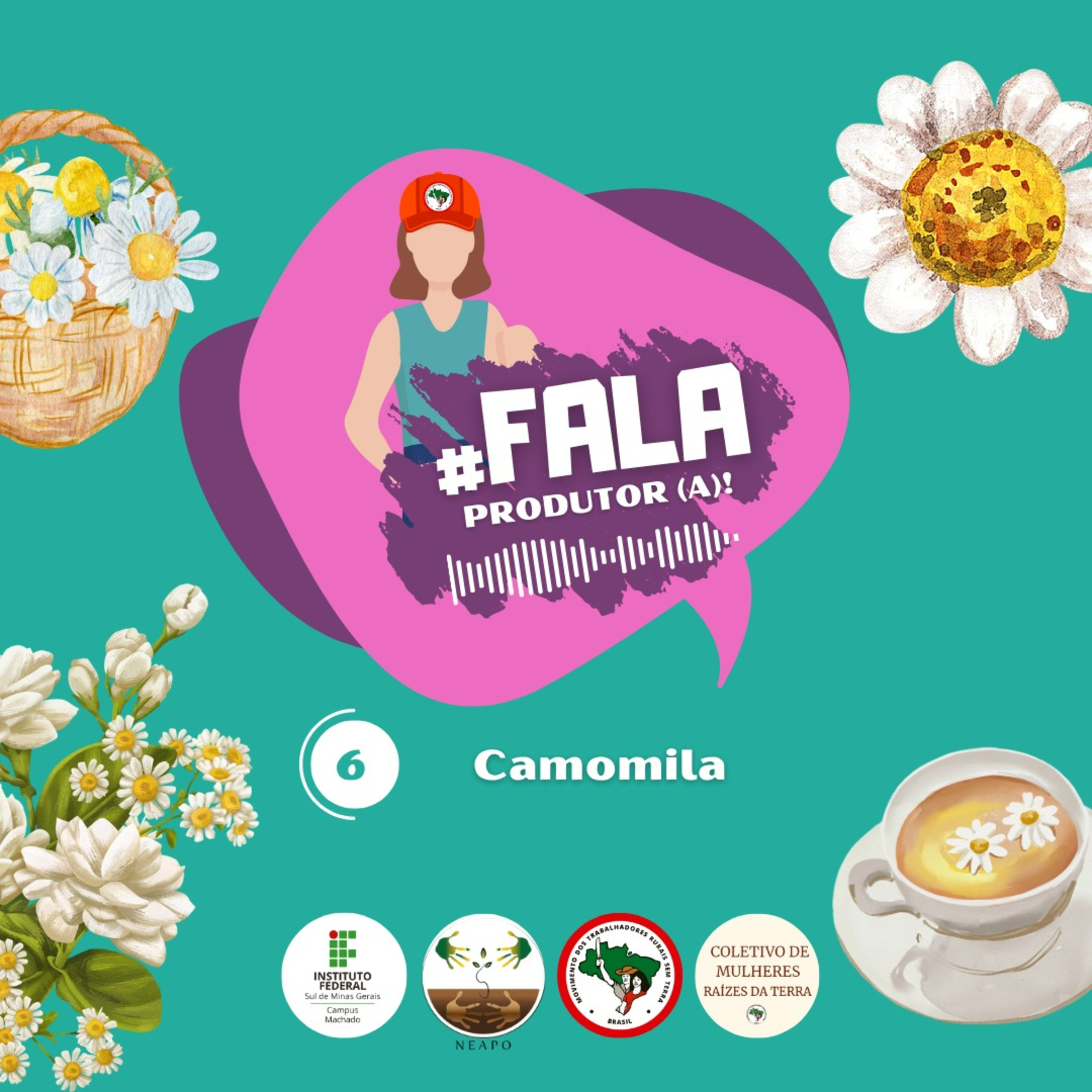 #6 Camomila
