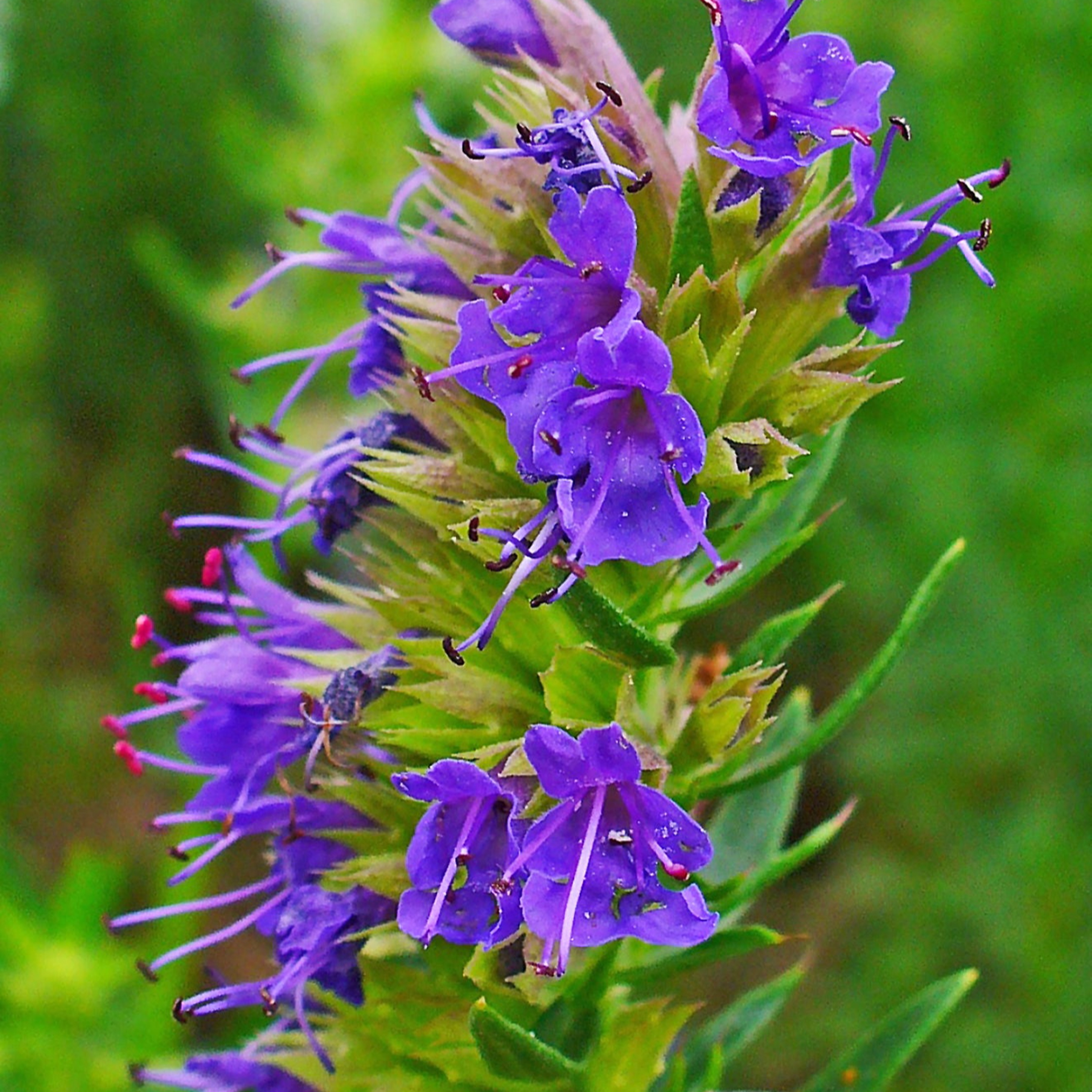 Sermon Series 112 Hyssop episode artwork