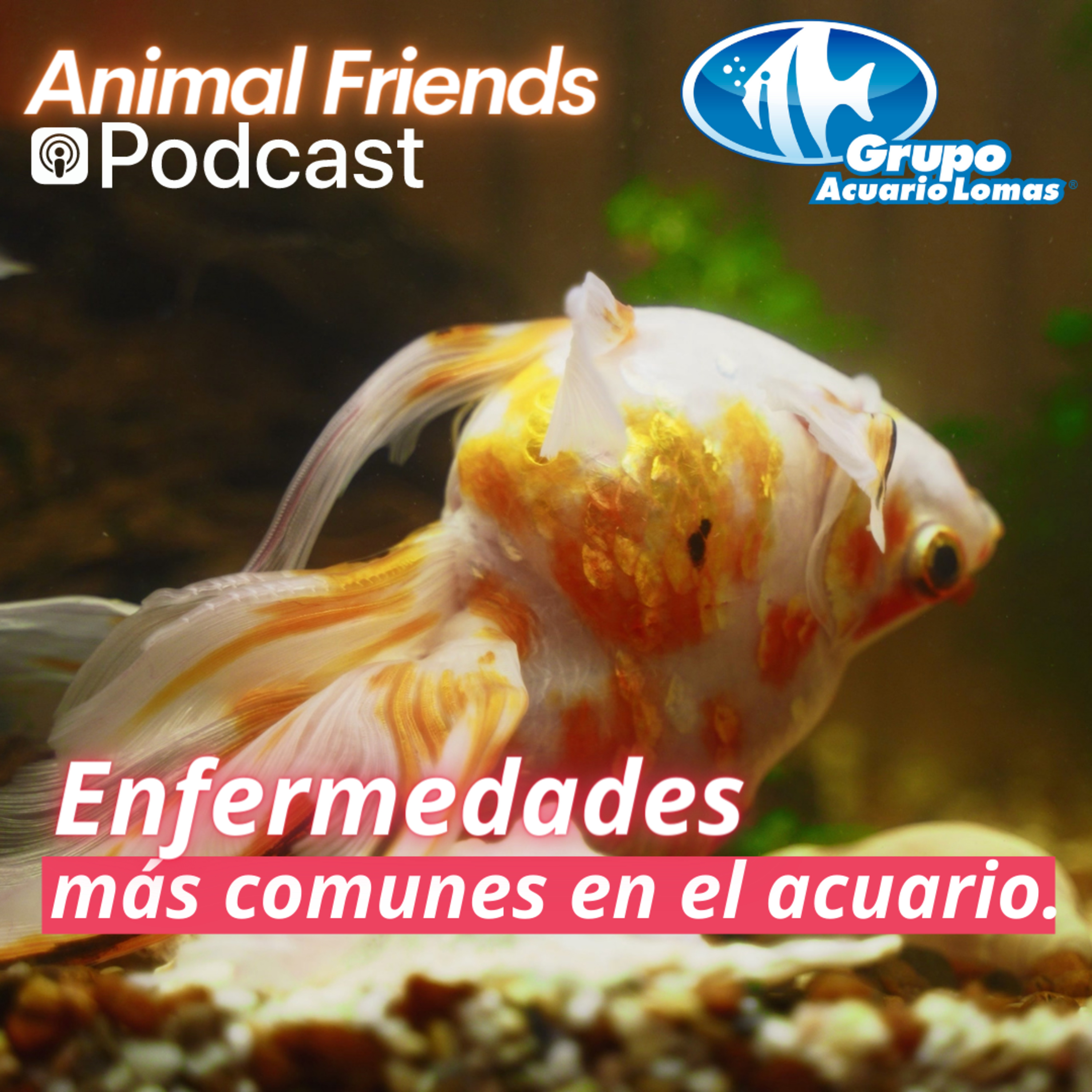 Animal Friends