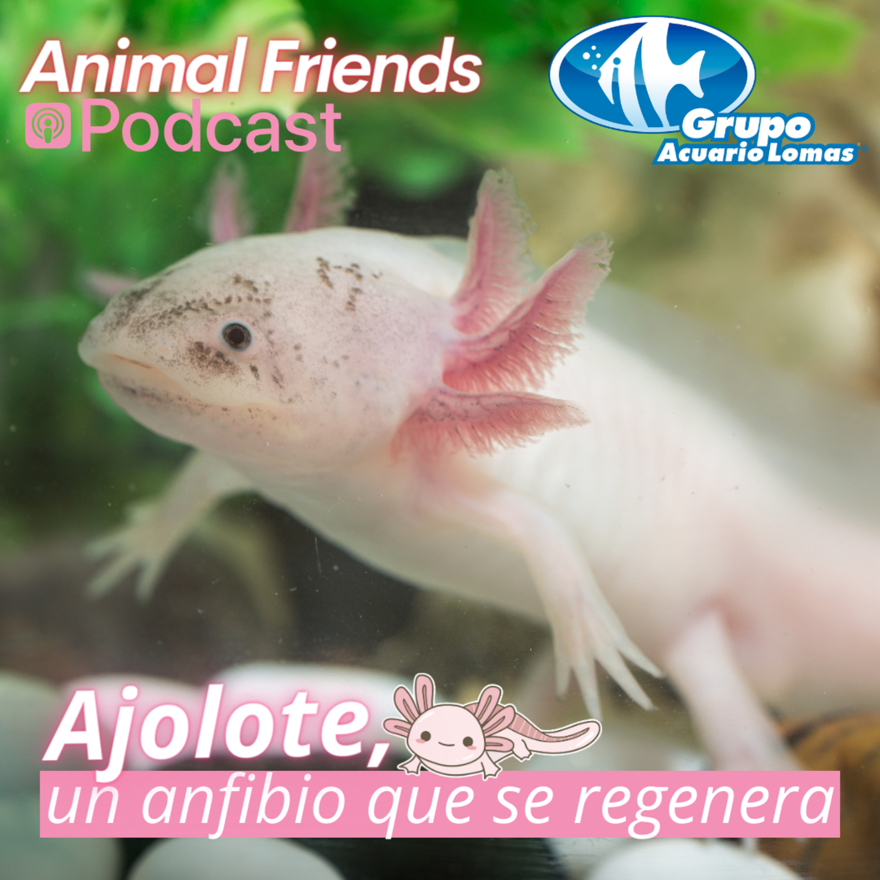 Animal Friends