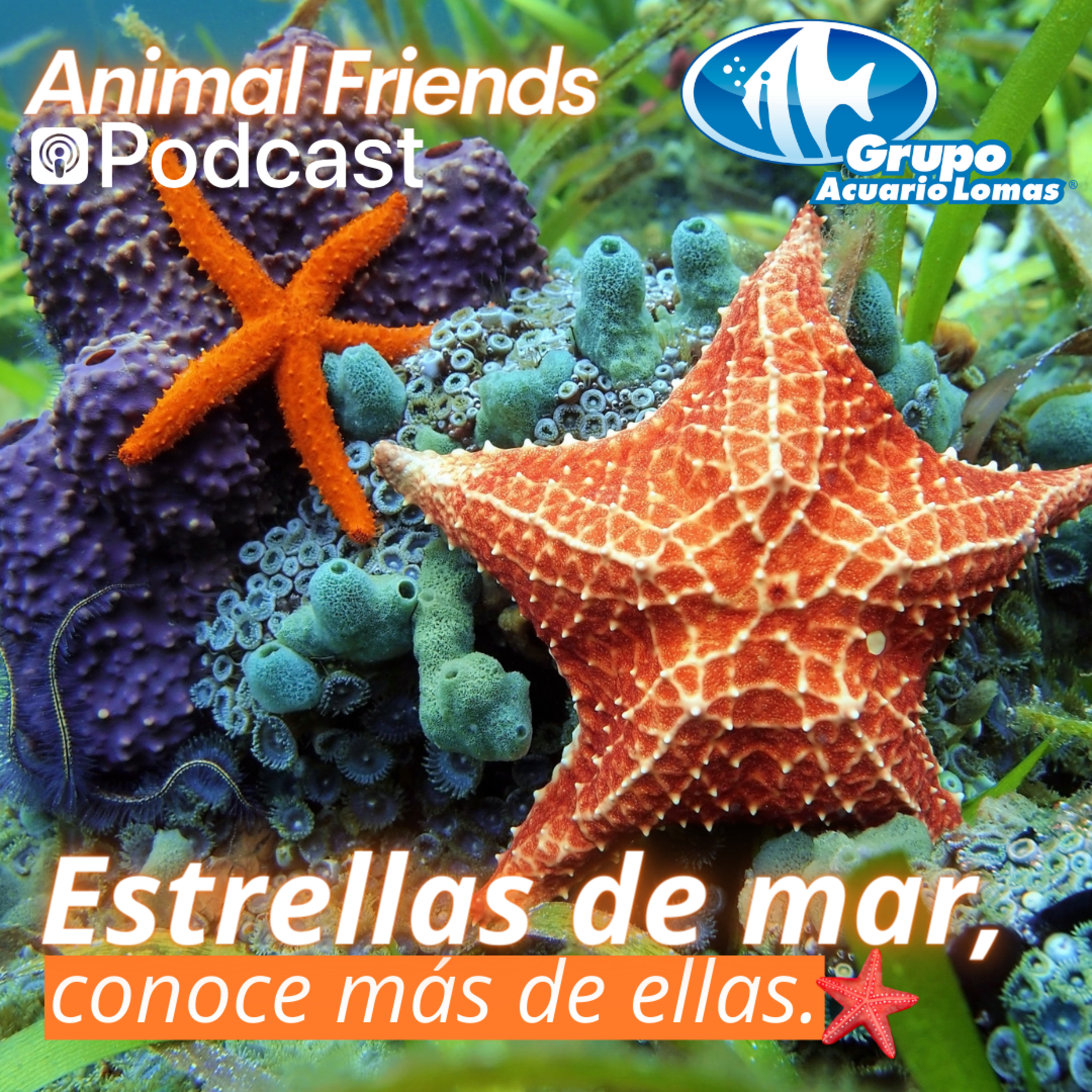 Animal Friends