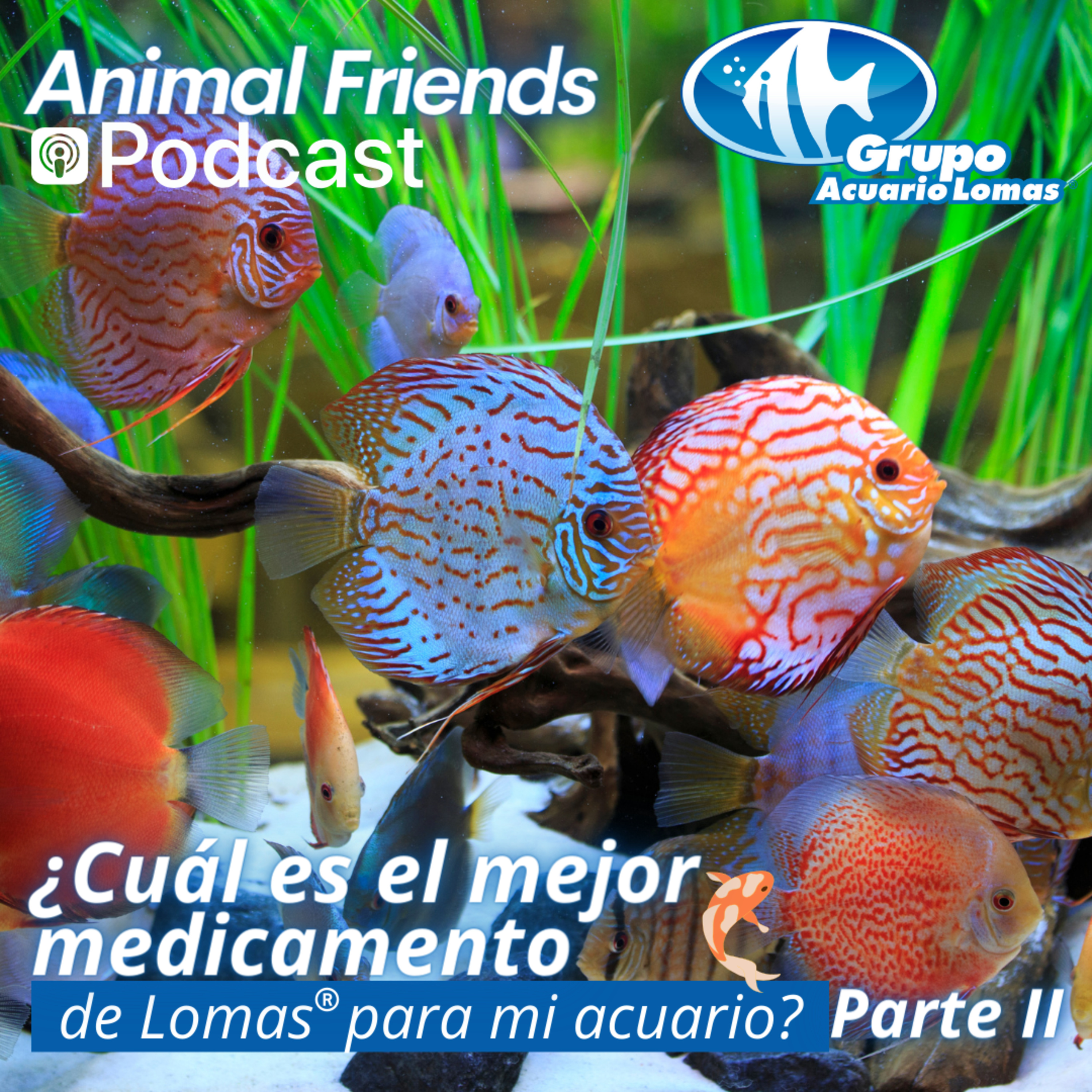 Animal Friends