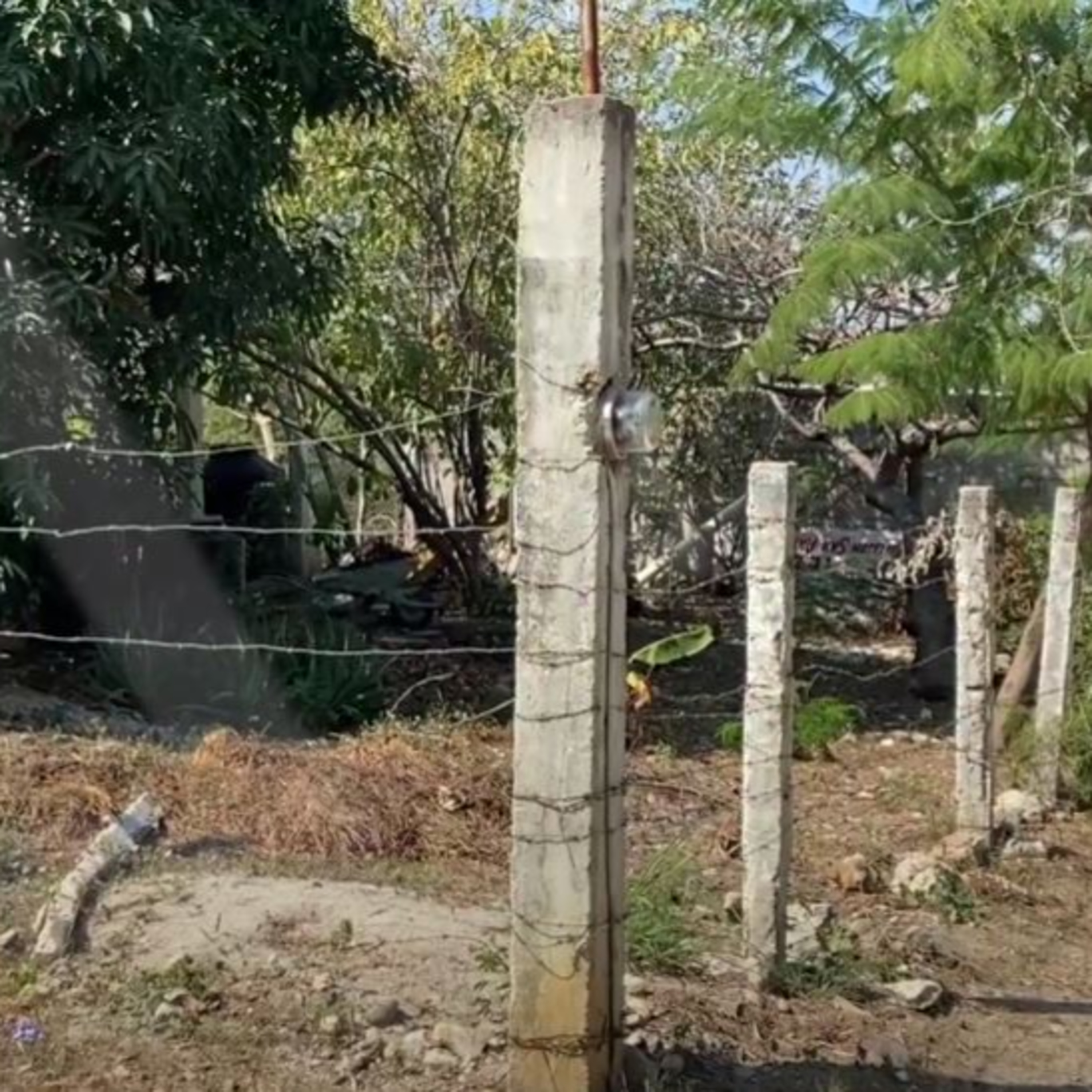 Denuncian envenenamiento masivo de perros en Tuxtla episode artwork