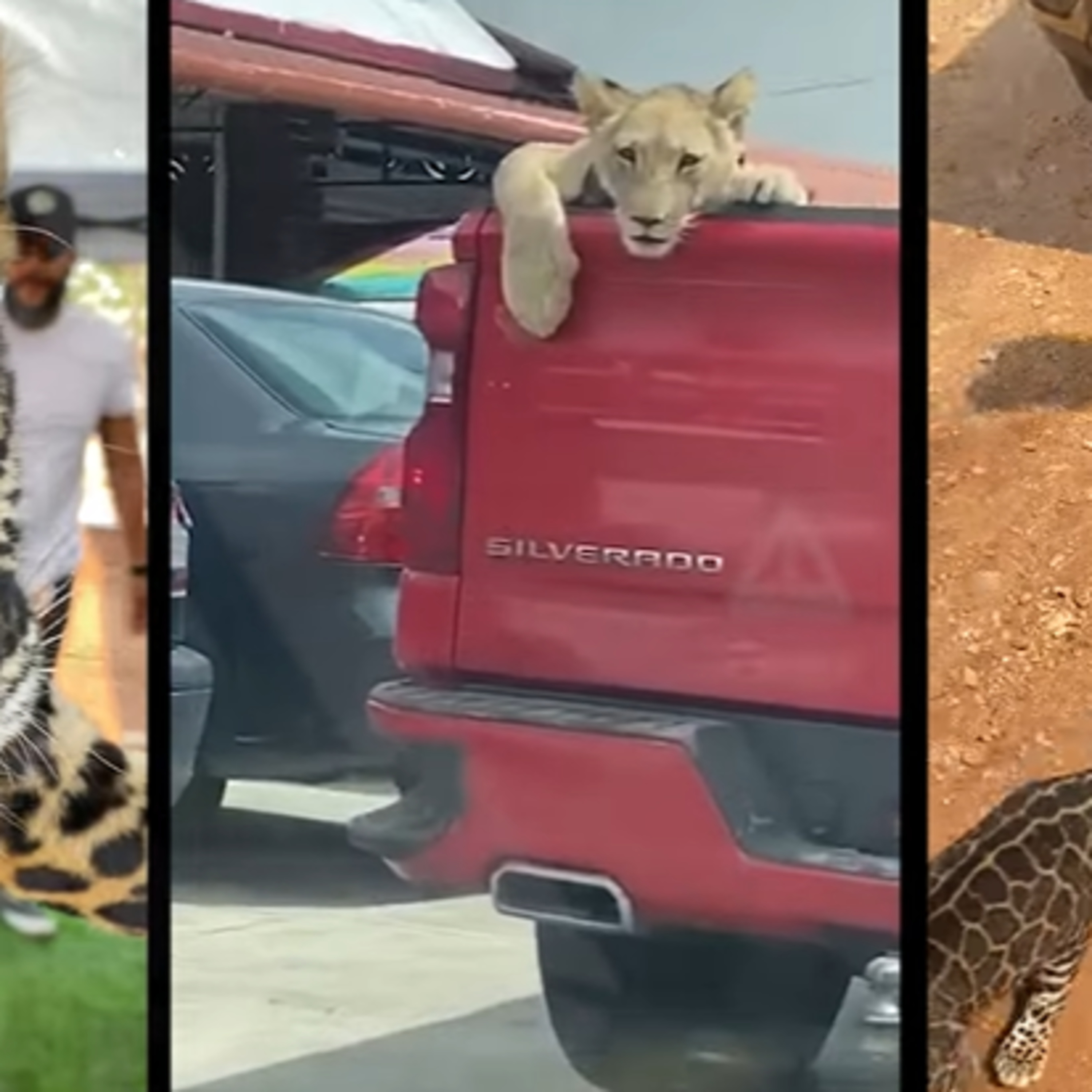 Alertan por “mafia China” en Chiapas traficando animales episode artwork