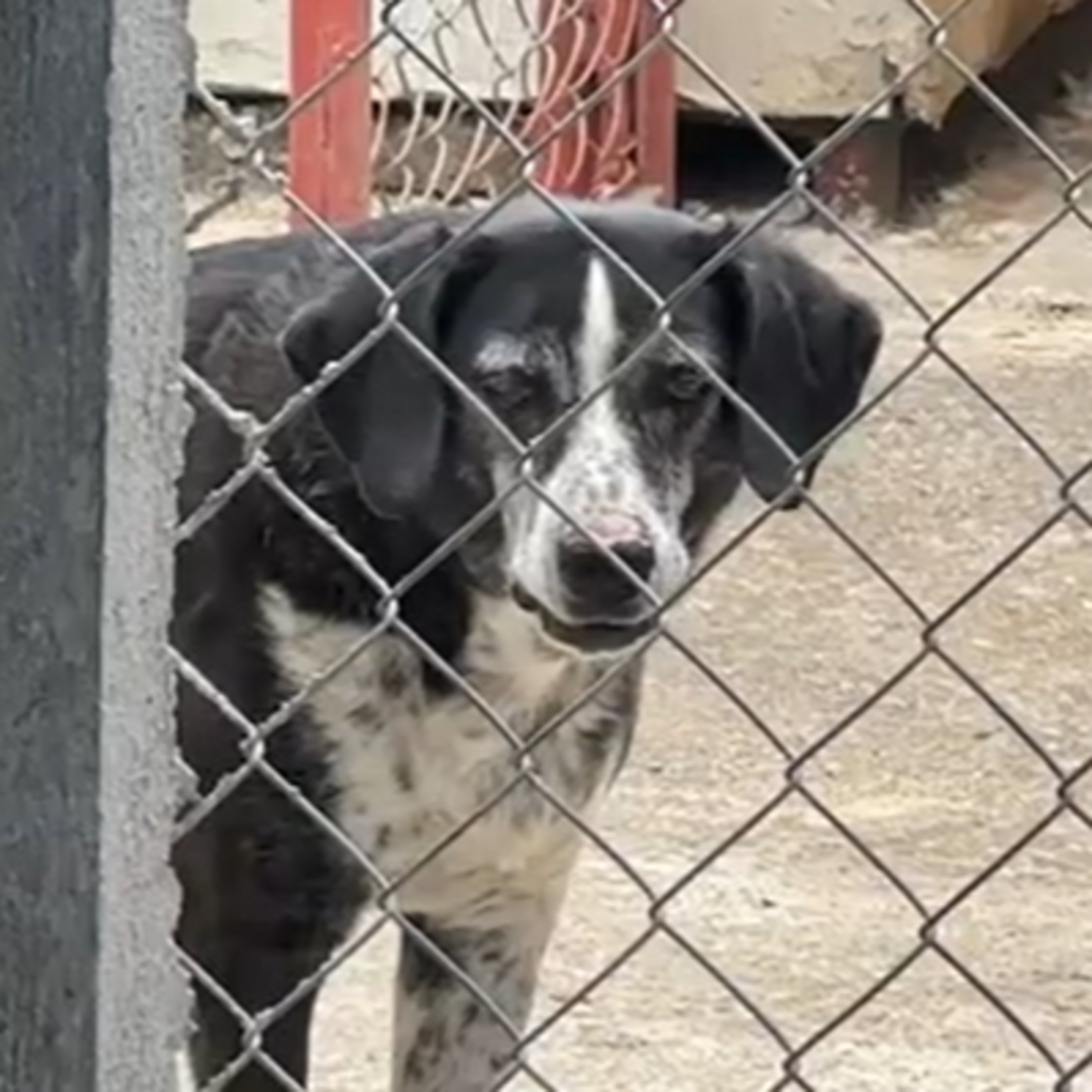 Mascotas; lejos del abandono y la crueldad animal episode artwork