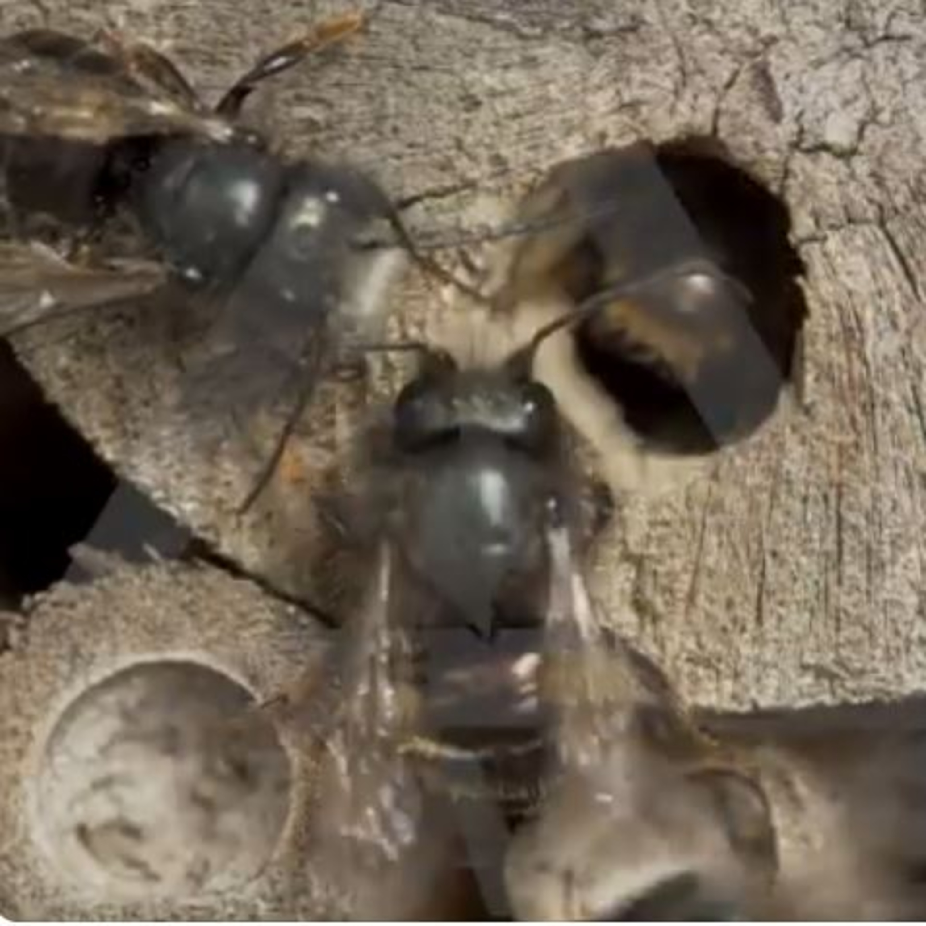 ¿Sabías que puedes construir un “hotel para abejas”? episode artwork