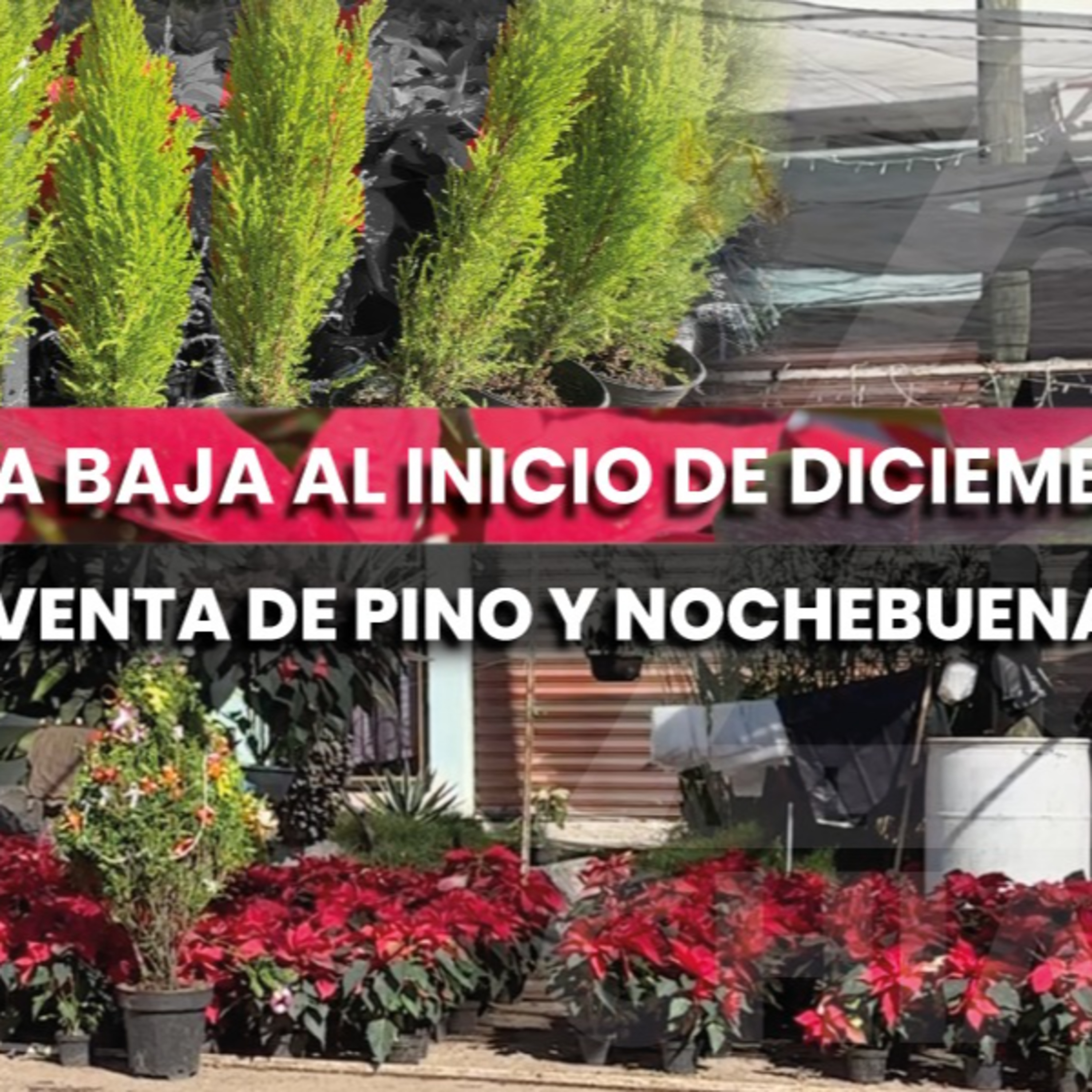 🎄 Baja venta de pinos y nochebuenas preocupa a productores episode artwork