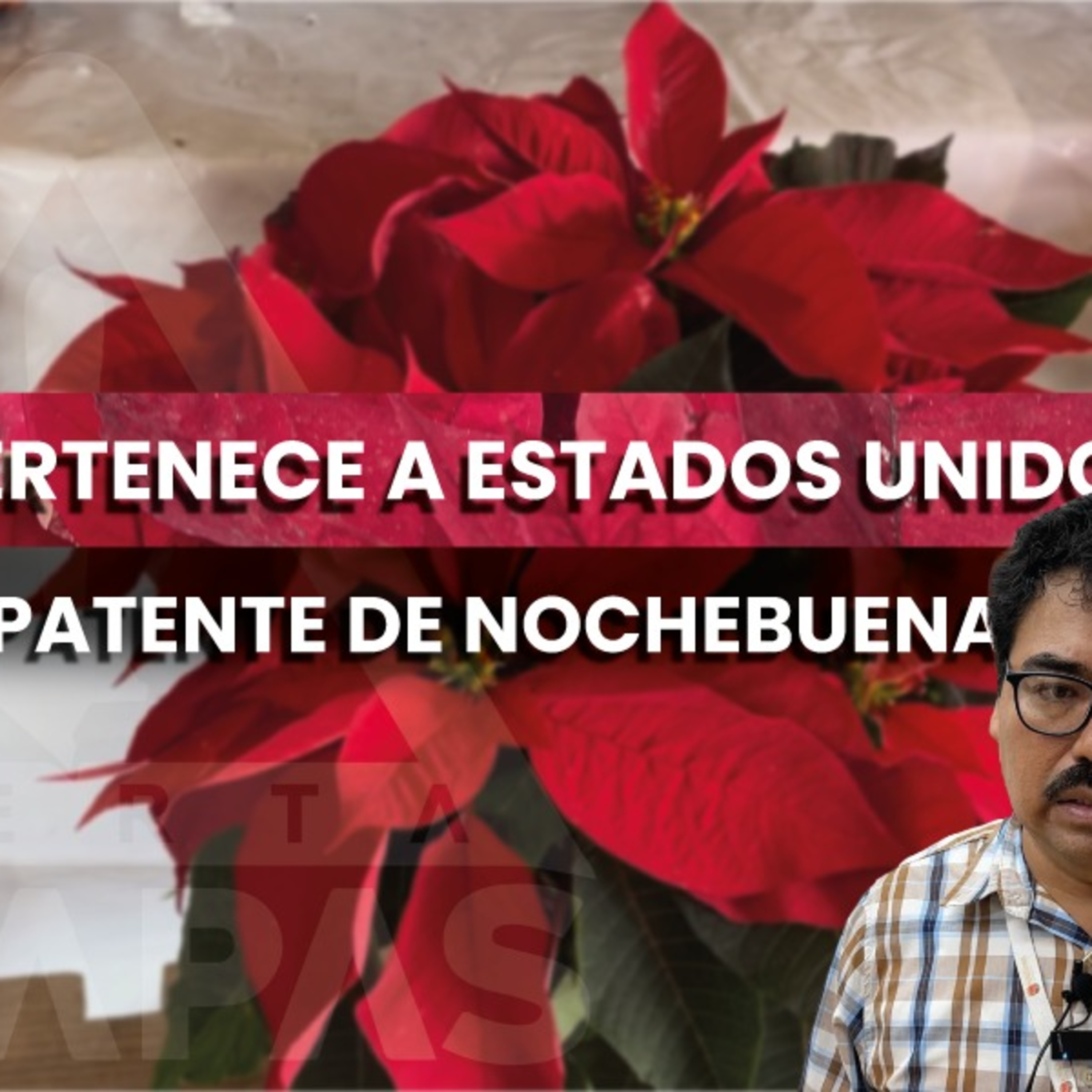 ¡La nochebuena es mexicana, pero su patente es de Estados Unidos! 🇲🇽🌺 episode artwork