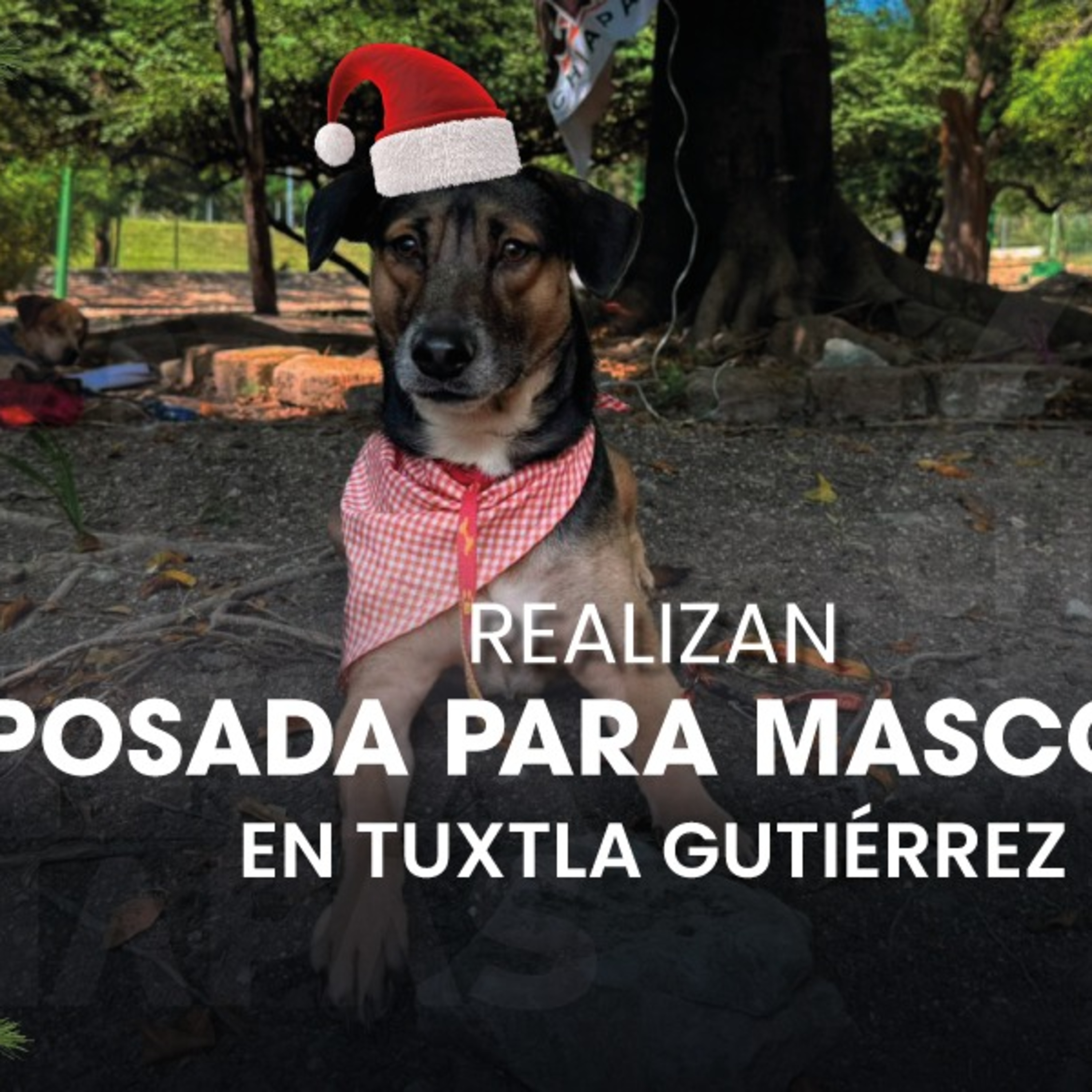  ¡Posada navideña para lomitos en Tuxtla! 🎄🐾 episode artwork