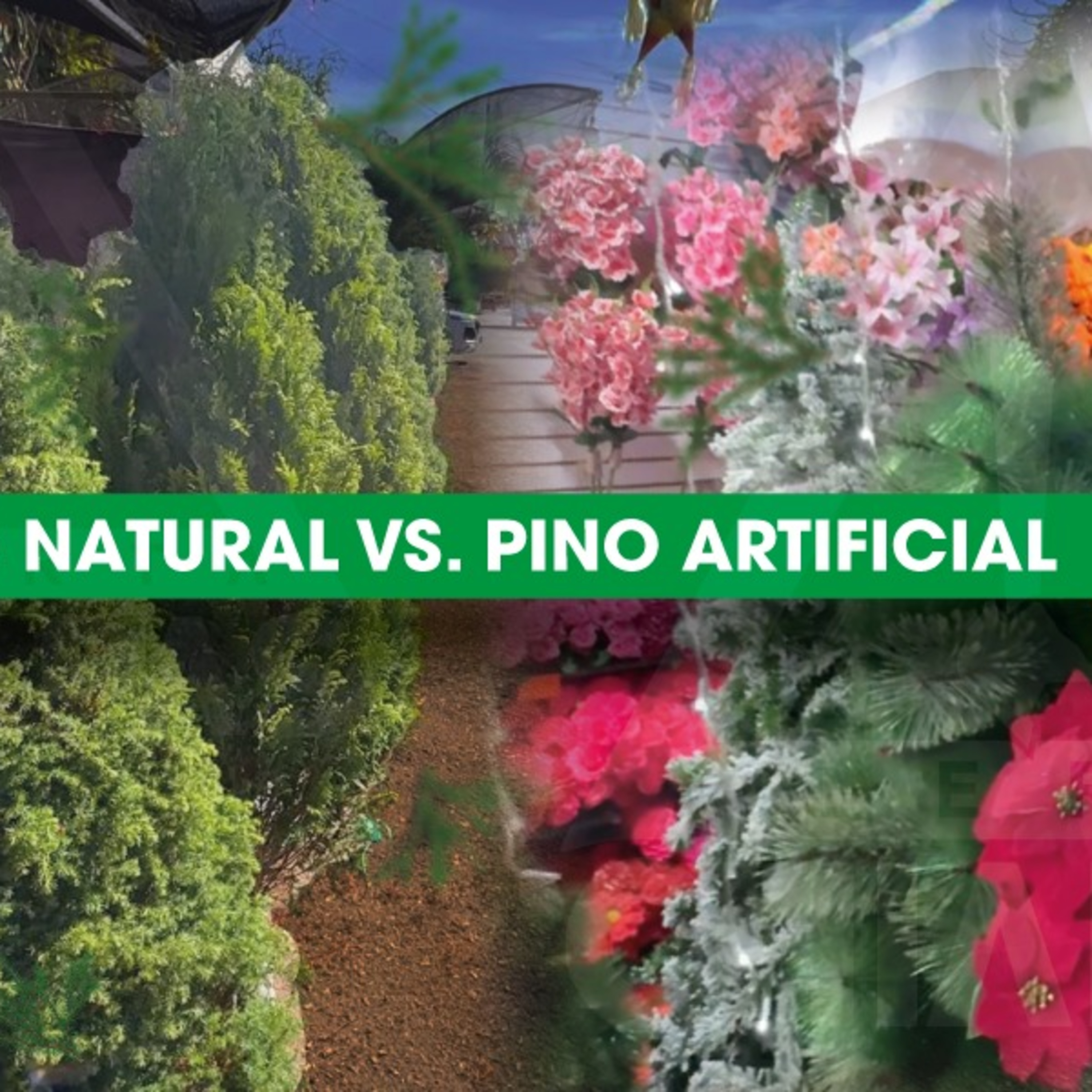 ¿Pino natural o artificial? 🎄 Conoce las ventajas de cada uno episode artwork