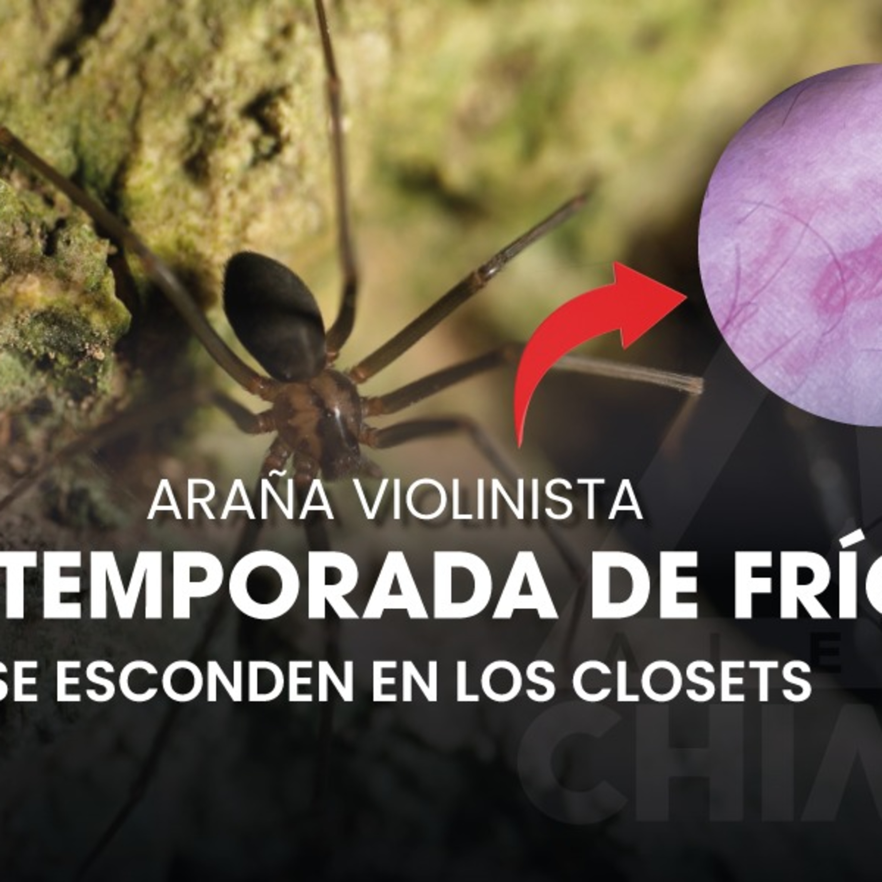 ¡Cuidado con la araña violinista! 🕷️ episode artwork