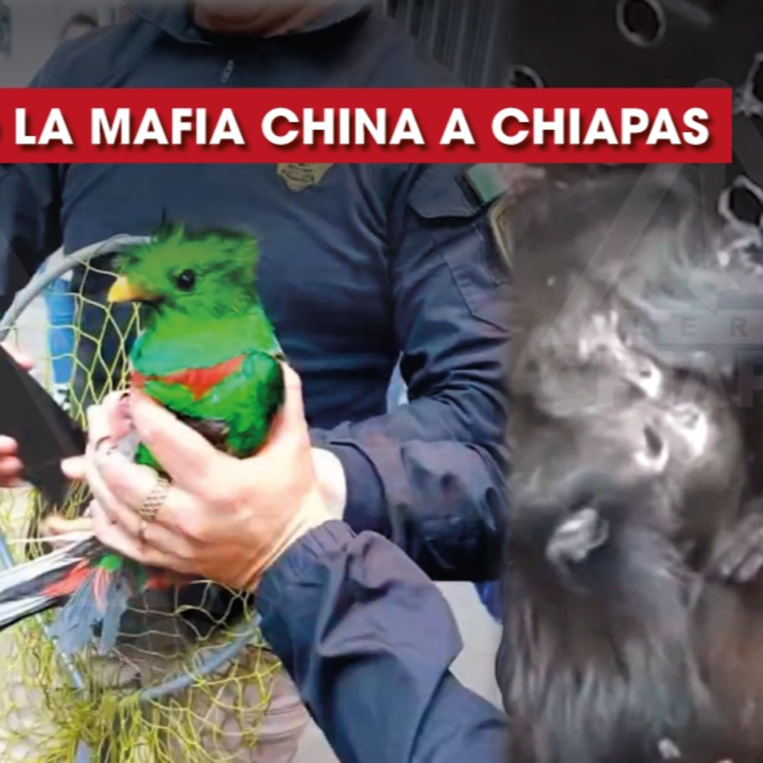 Alerta Chiapas