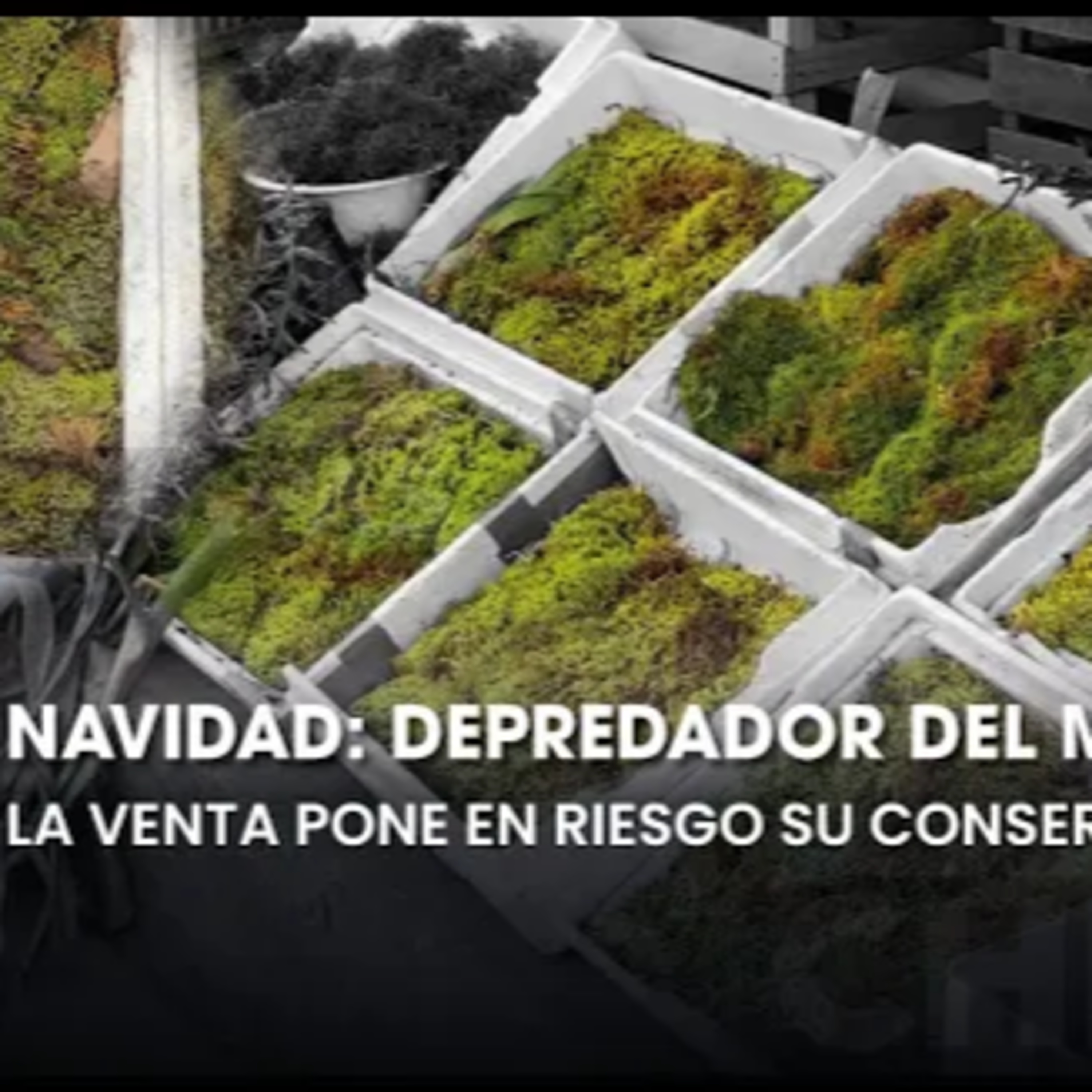 🌿 Navidad y el peligro para los ecosistemas: El musgo en riesgo de extinción  episode artwork