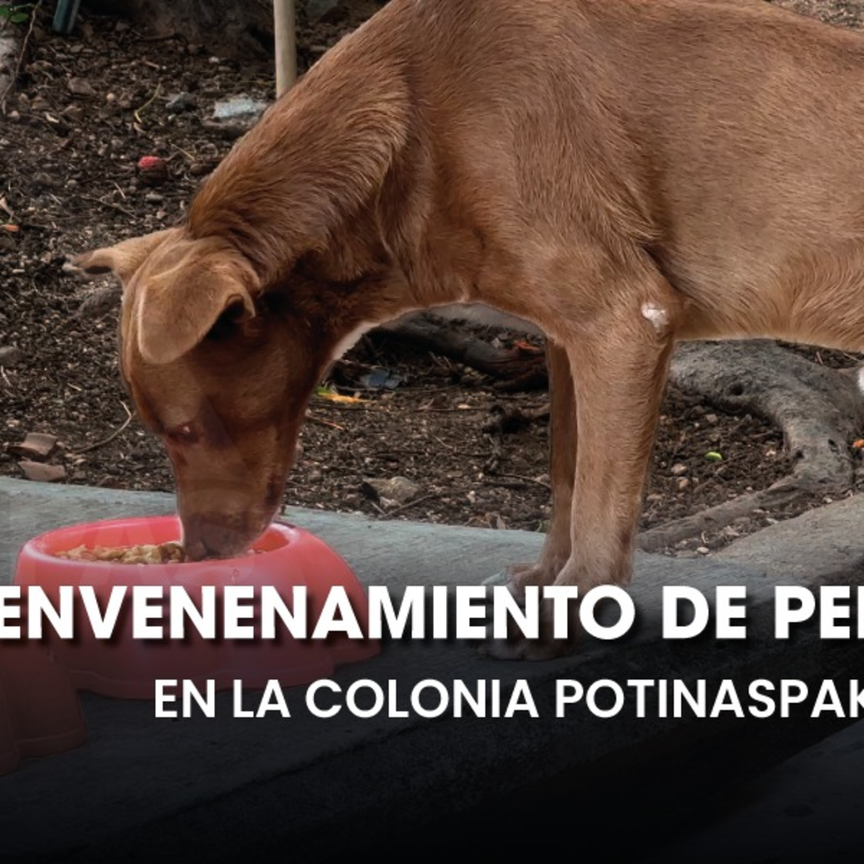 ⚠️Siguen los envenenamientos de perros en la Potinaspak en Tuxtla Gutiérrez  episode artwork