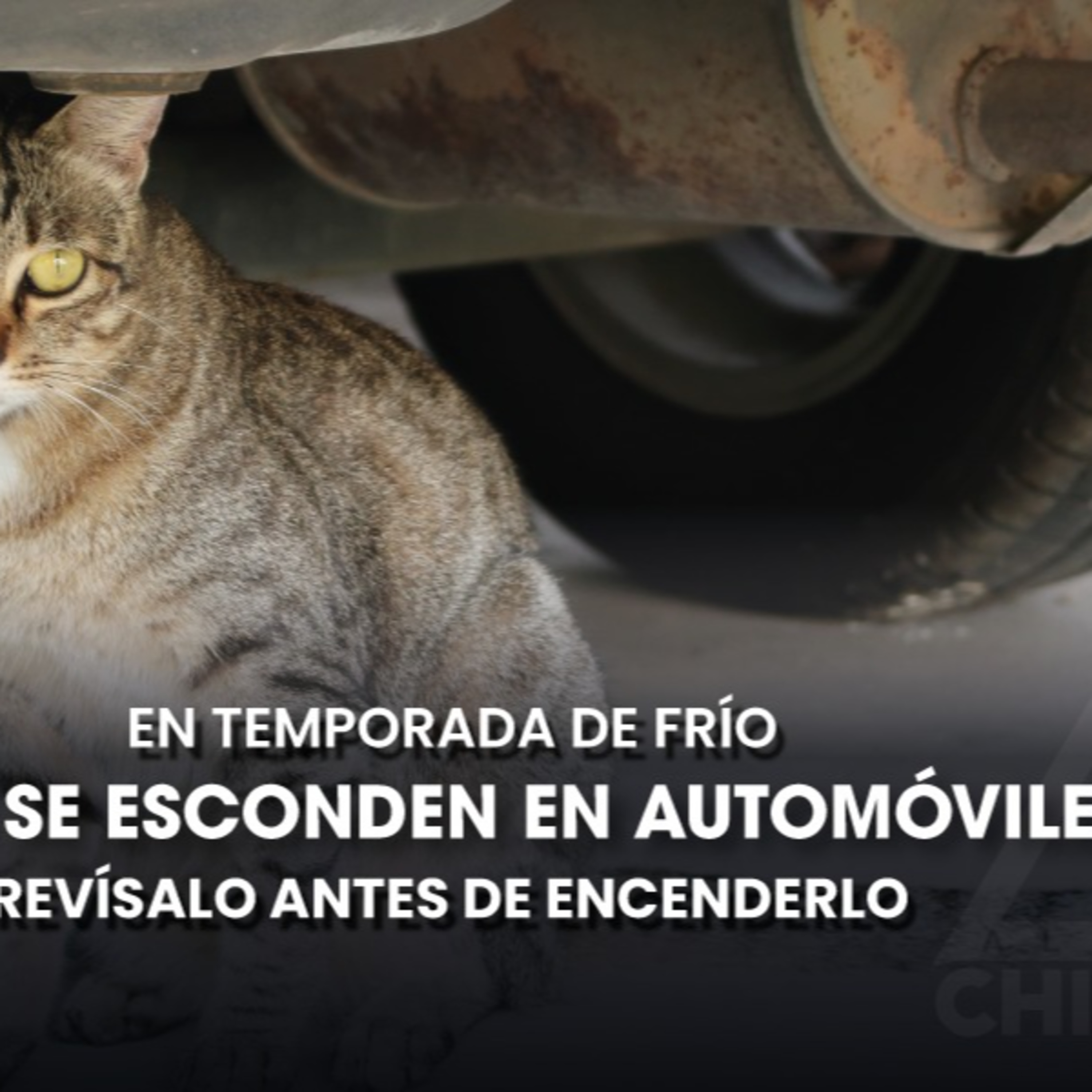 ❄️ ¡Cuidado! Gatos buscan refugio en automóviles durante el frío 🐱 episode artwork