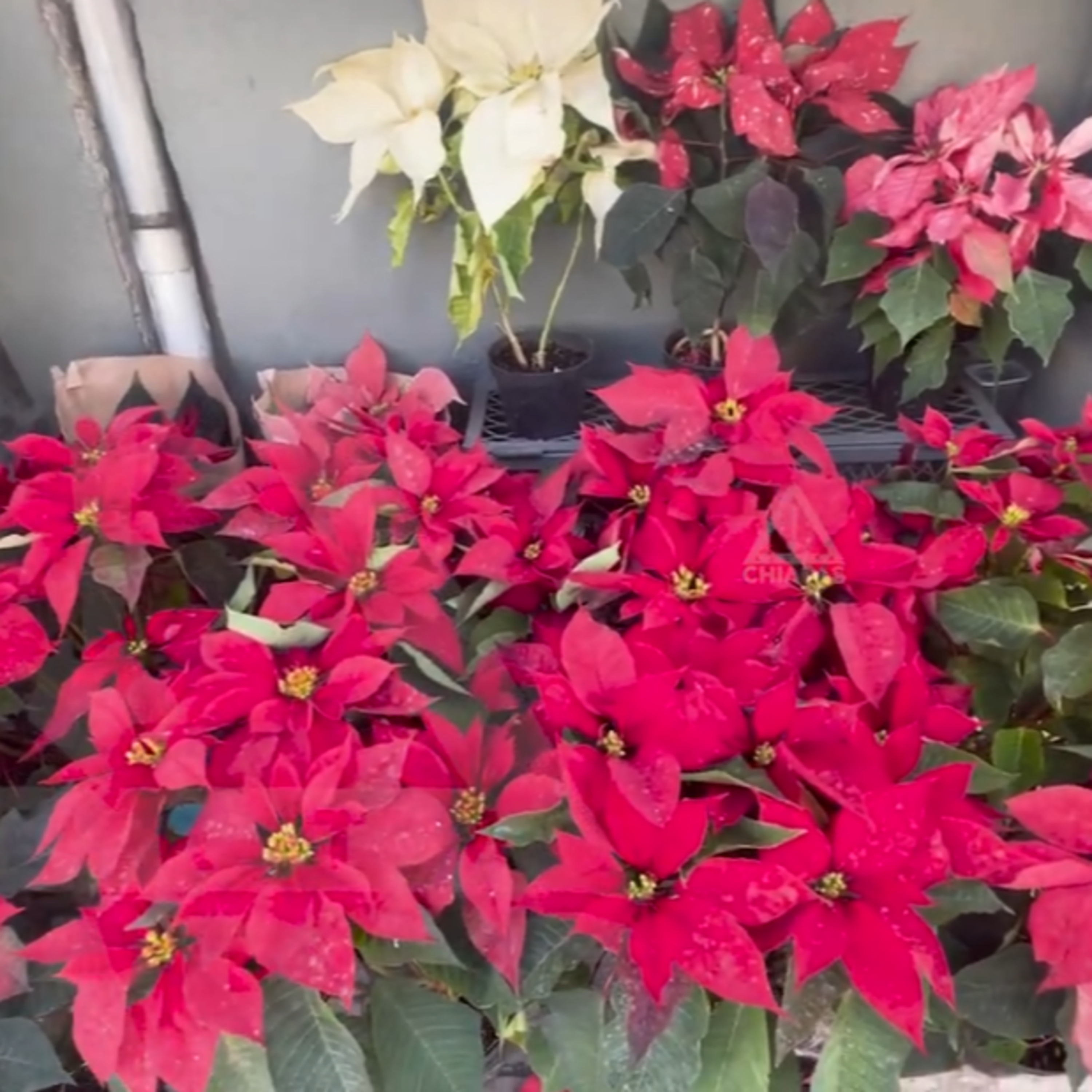 🌺 ¿Qué hacer con tu flor de Nochebuena después de Navidad?  episode artwork