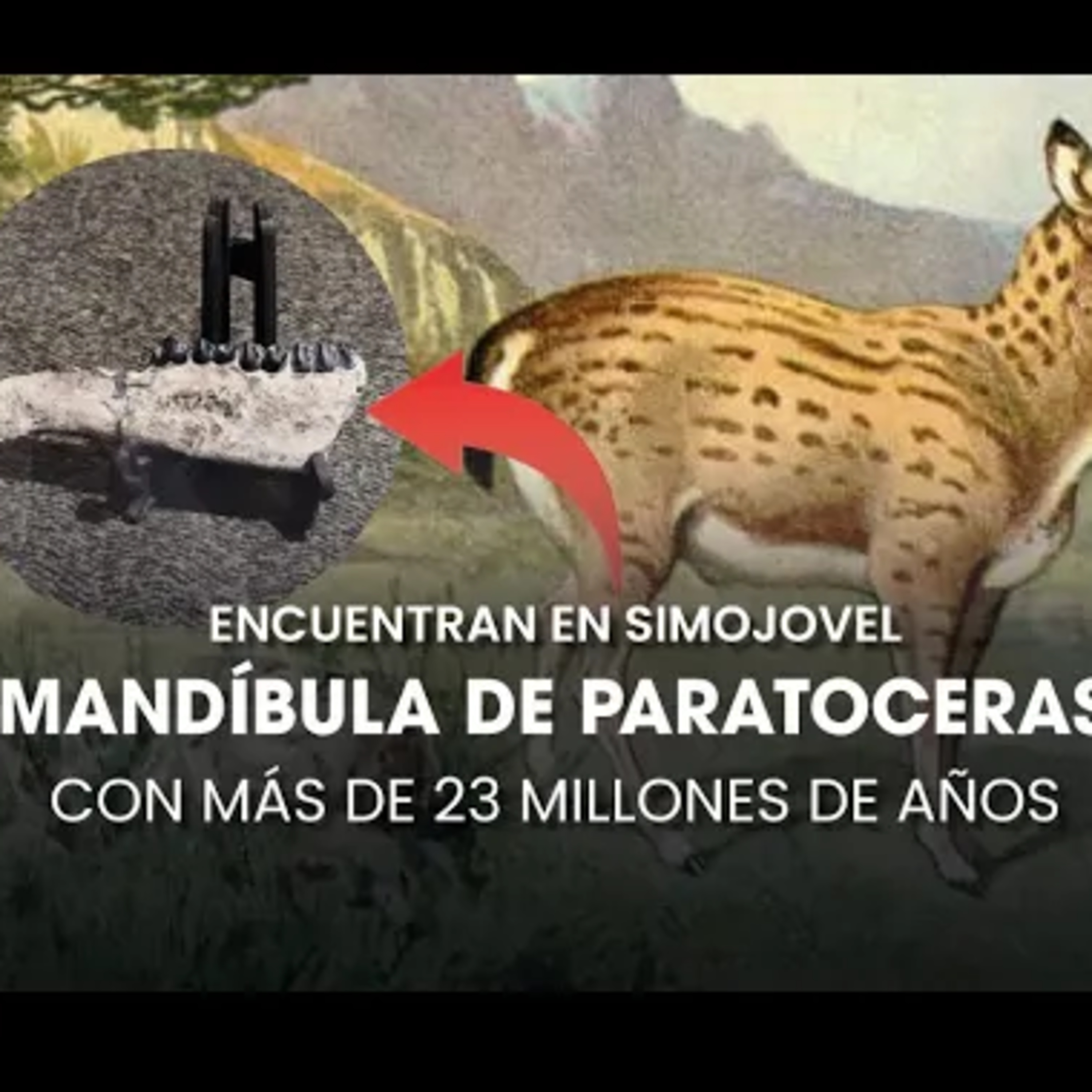 Hallazgo en Simojovel: mandíbula de 23 millones de años 🌏 episode artwork