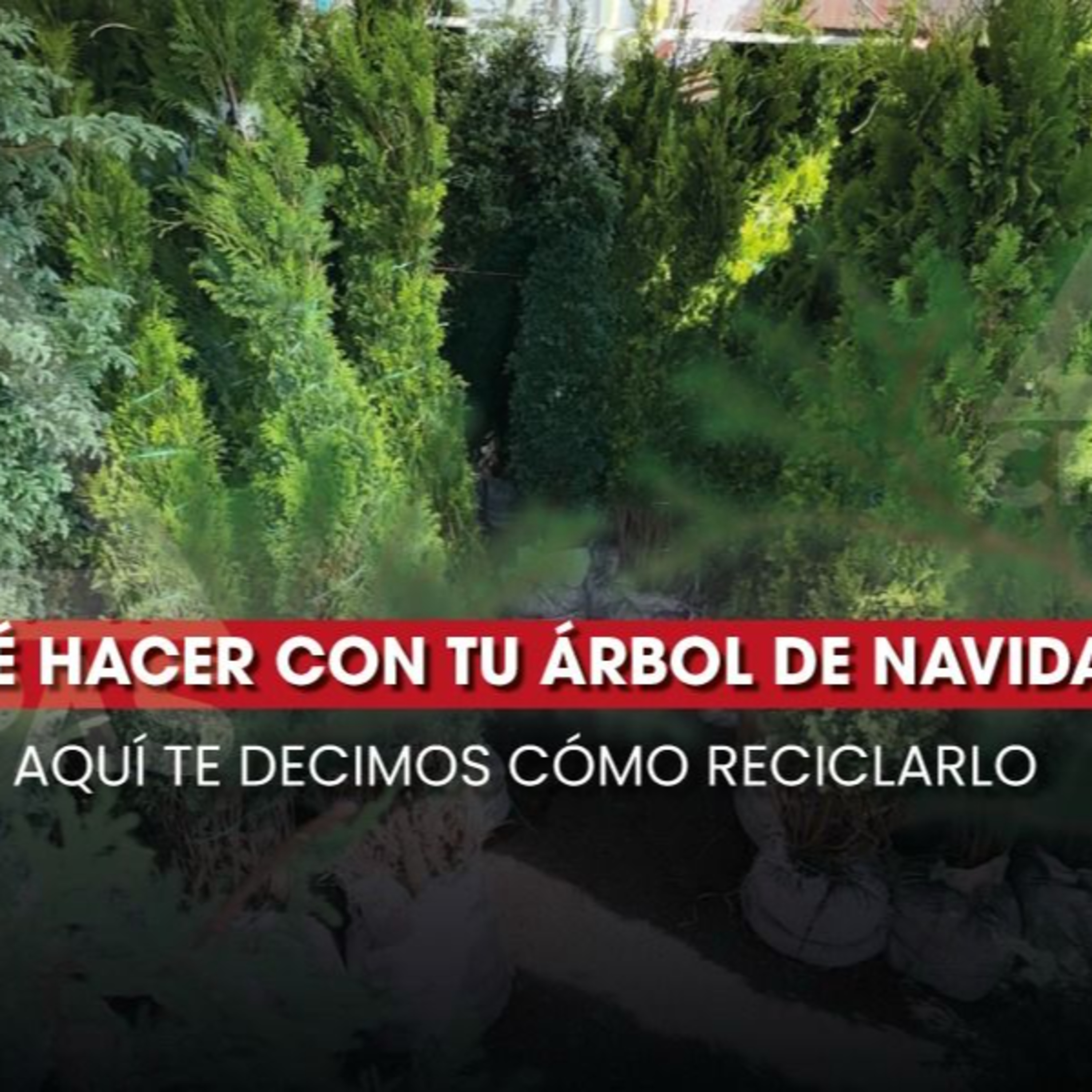 🎄♻️ ¿Qué hacer con tu árbol de Navidad? ¡Recíclalo! 🌿 episode artwork