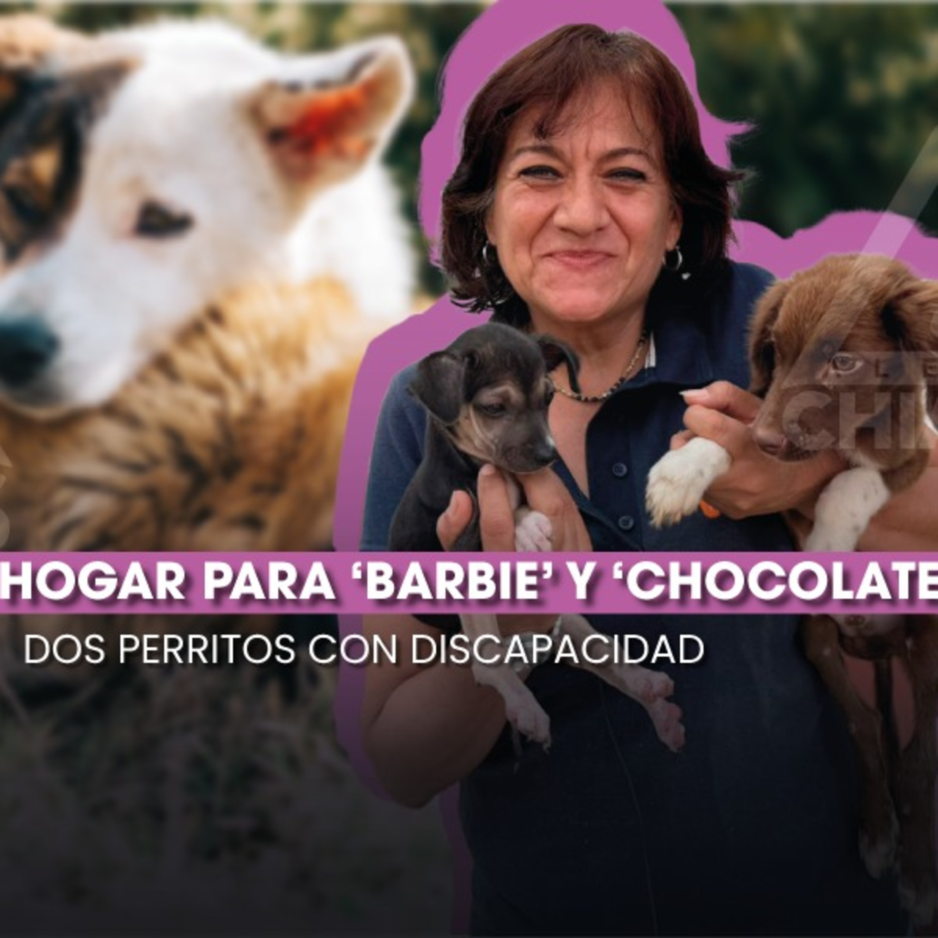 🐾 Ayuda a Barbie y Chocolate a encontrar un hogar lleno de amor ❤️ episode artwork