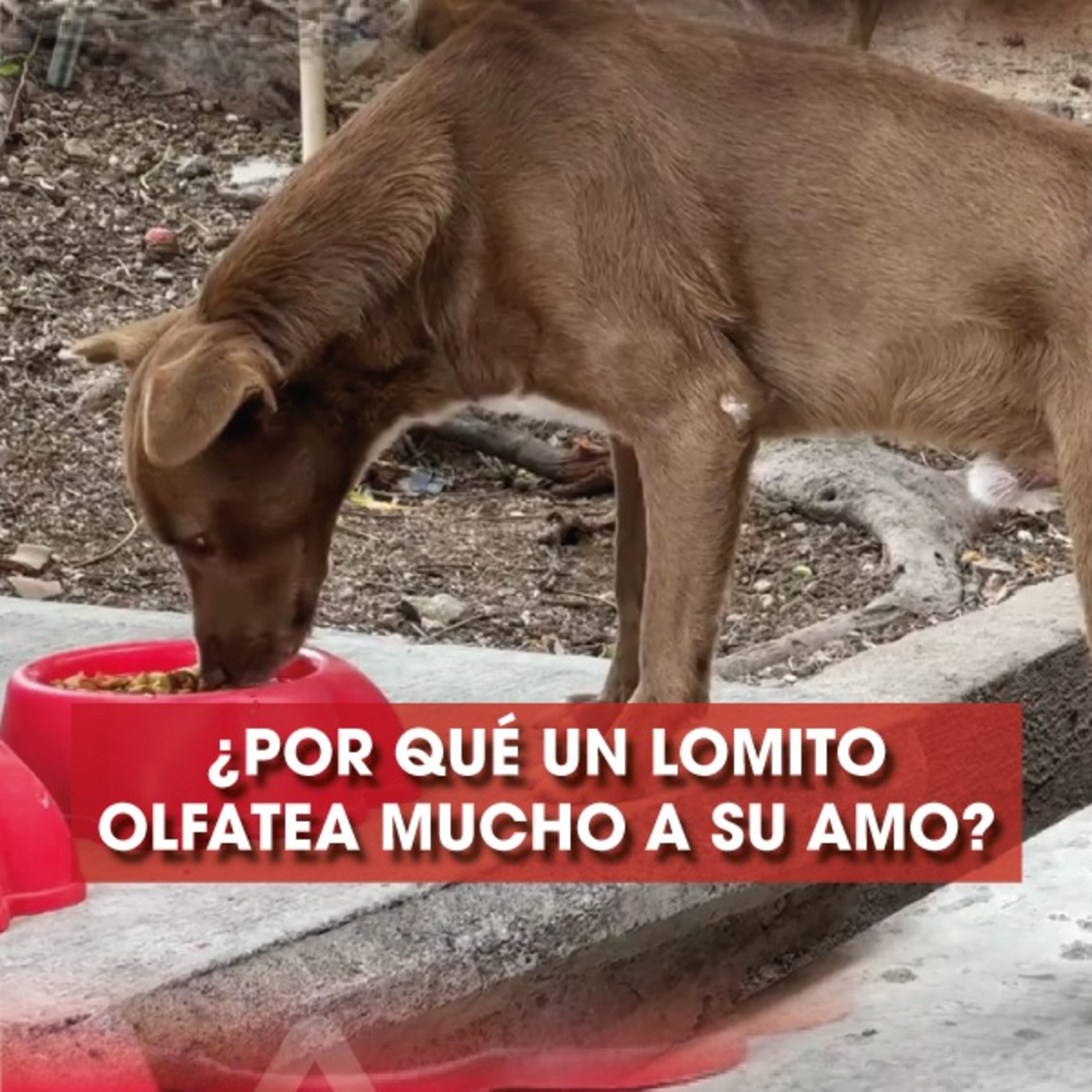 El secreto detrás del olfato canino: ¿Qué nos dicen nuestros perros al olfatearnos? episode artwork