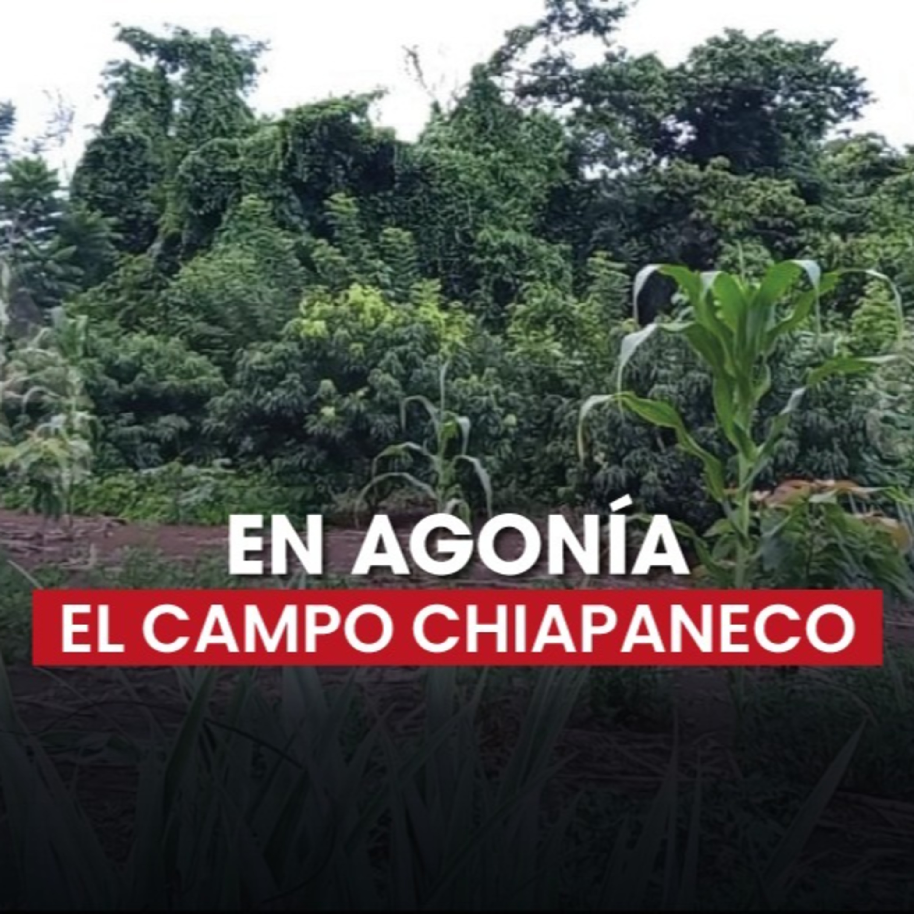 🌾 El campo chiapaneco en crisis: Urge apoyo para su reactivación episode artwork