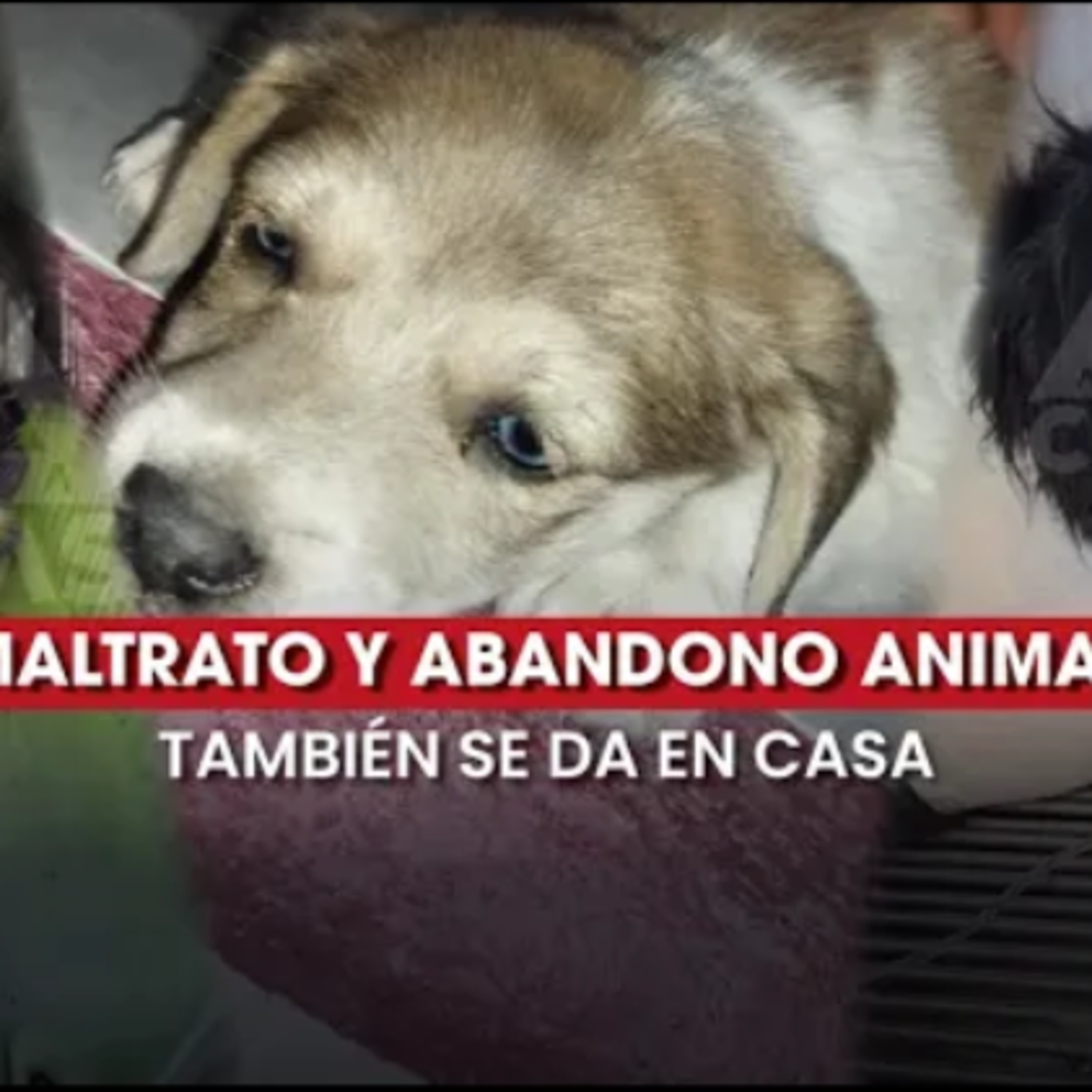🐶🐱 El maltrato animal también ocurre en casa episode artwork