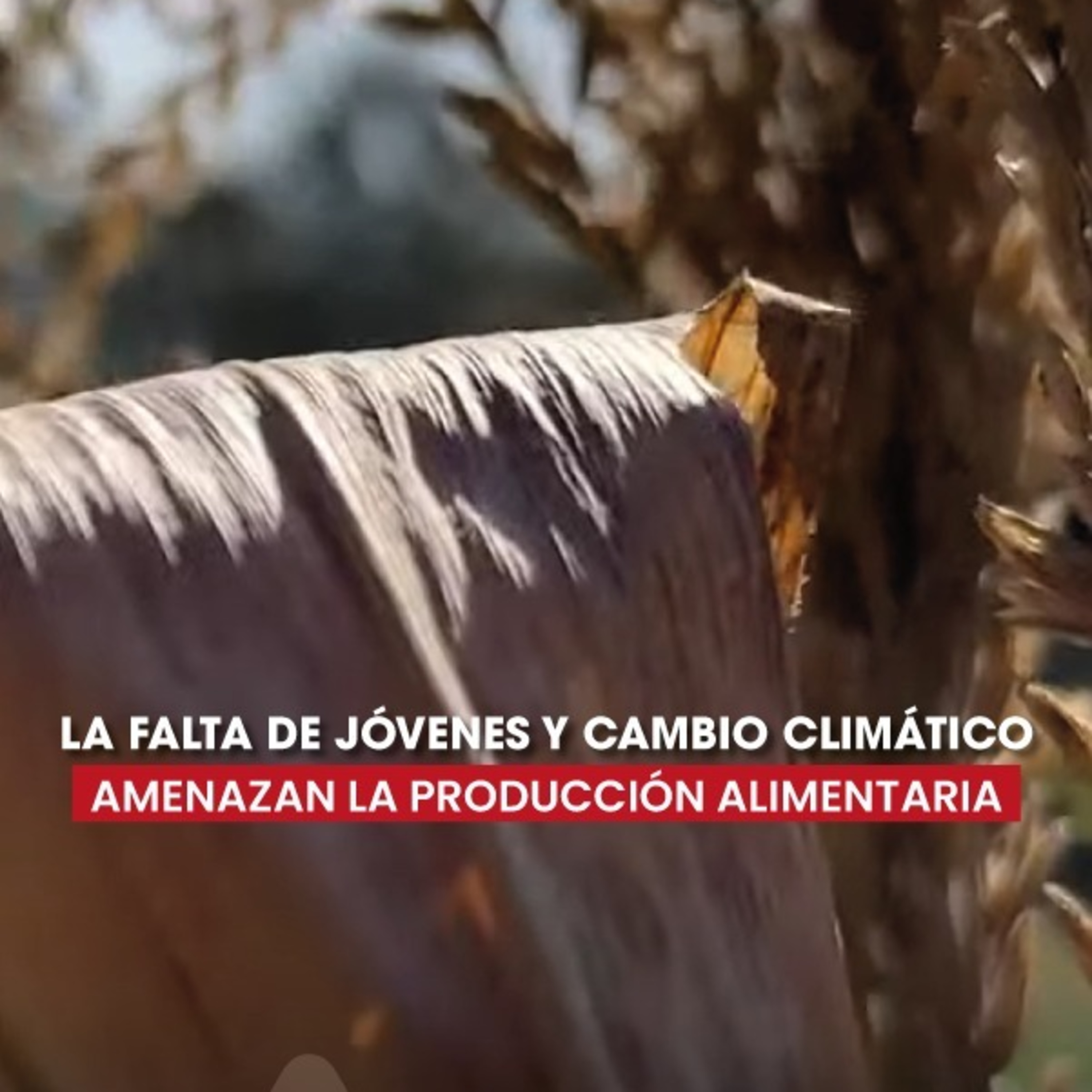 Crisis en el campo: sin jóvenes y afectado por el clima episode artwork