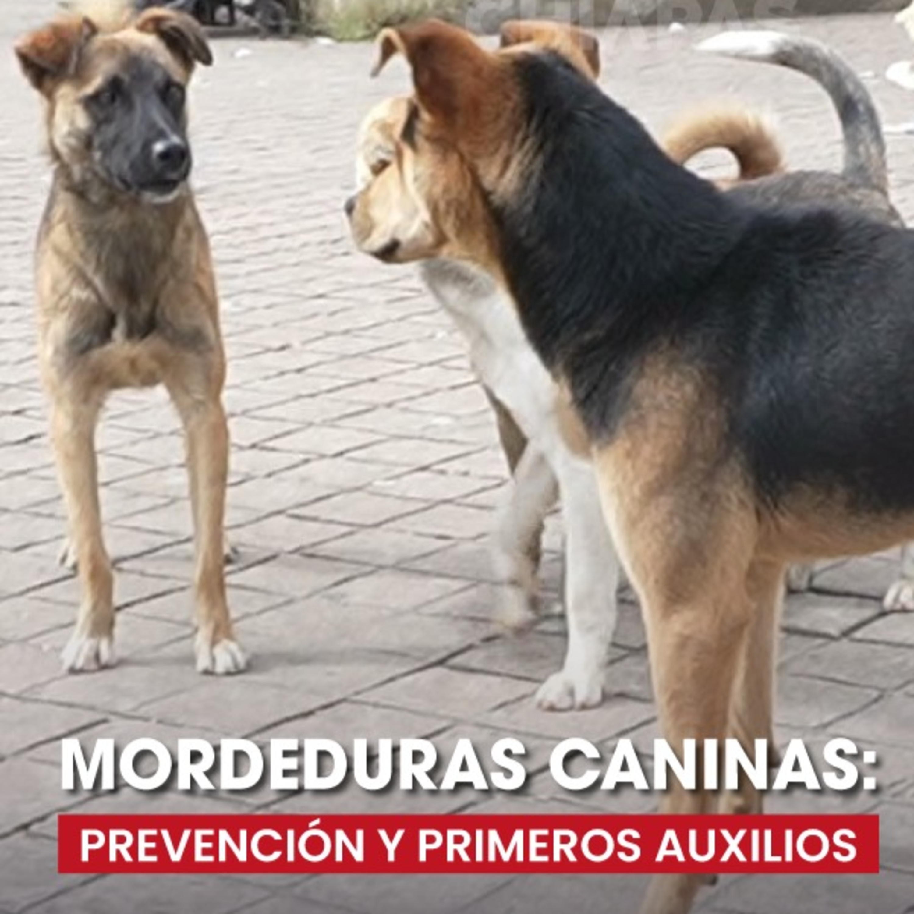 🐶⚠️ ¿Qué hacer ante una mordedura de perro? Consejos de prevención y primeros auxilios episode artwork
