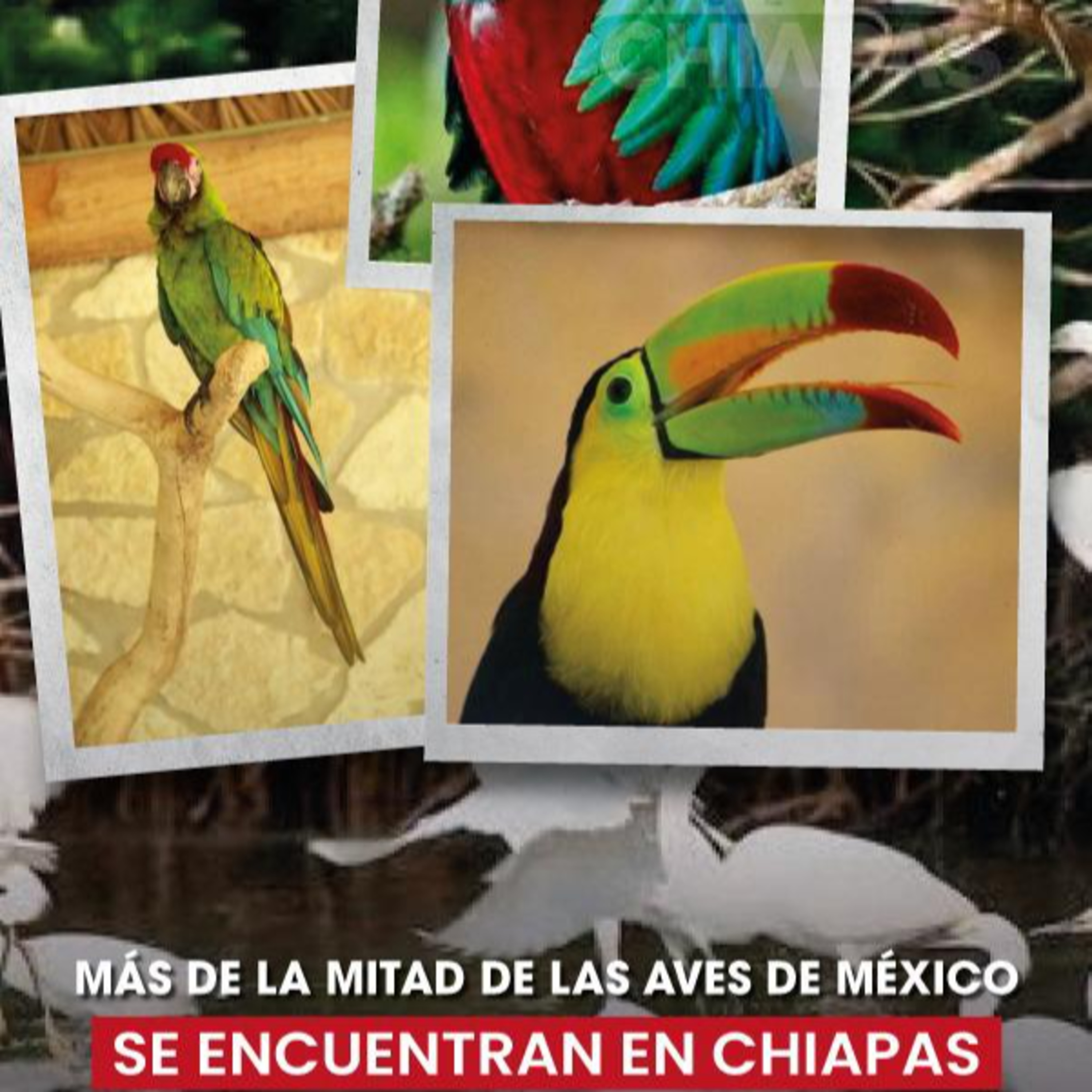 Alerta Chiapas