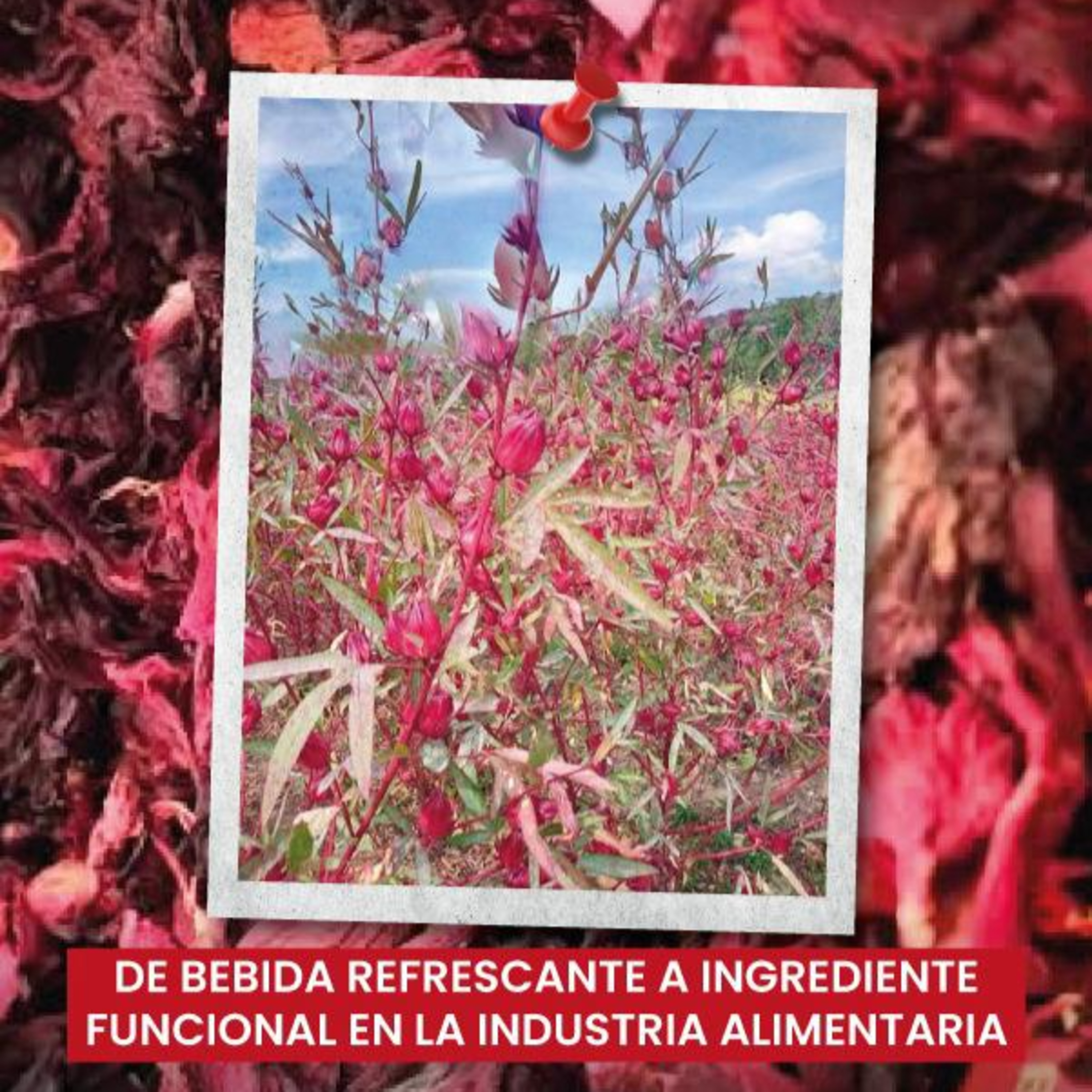 🌺 Flor de jamaica: Más que una bebida, un ingrediente funcional en la industria alimentaria episode artwork