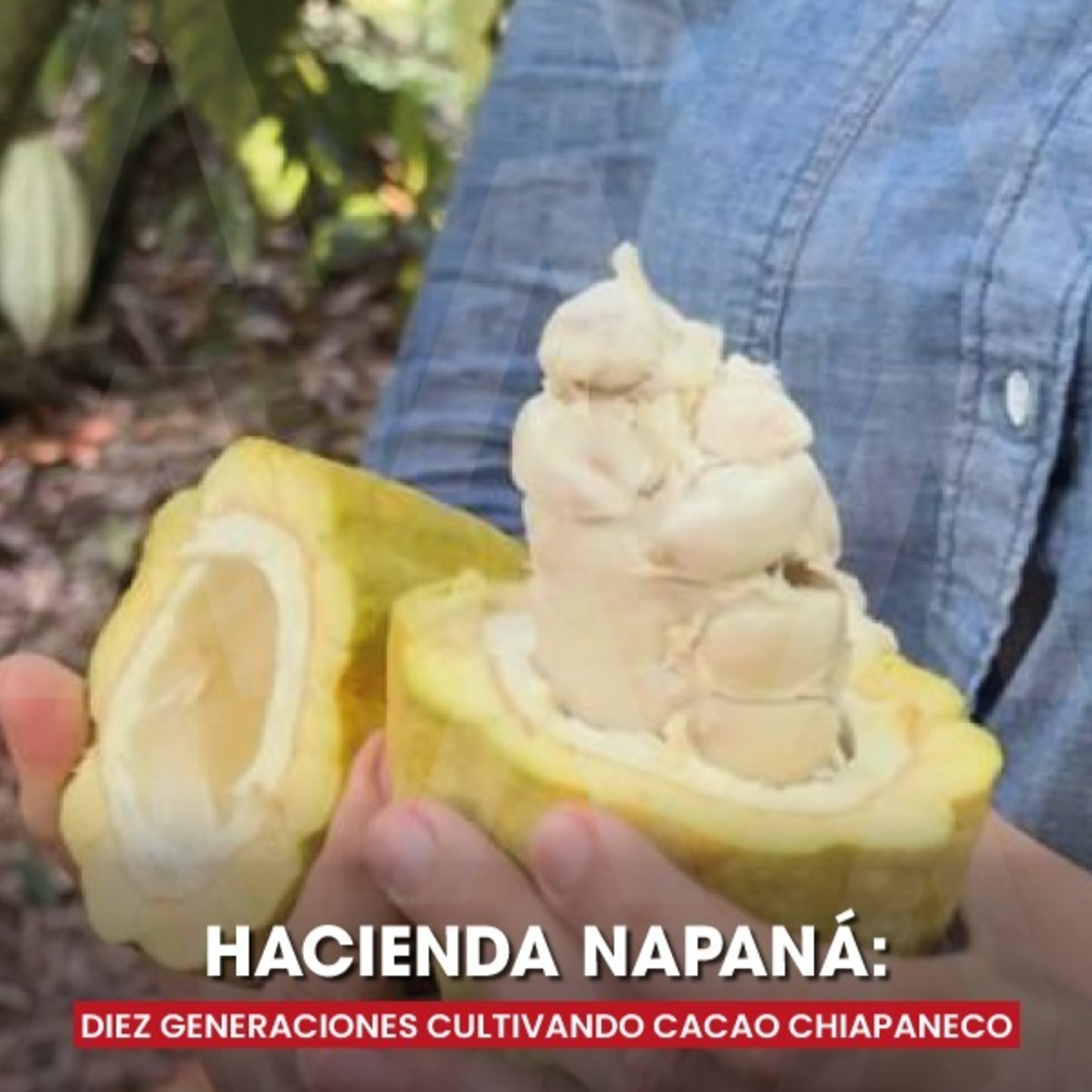 Hacienda Napaná: 10 generaciones con el sabor del cacao chiapaneco 🍫 episode artwork