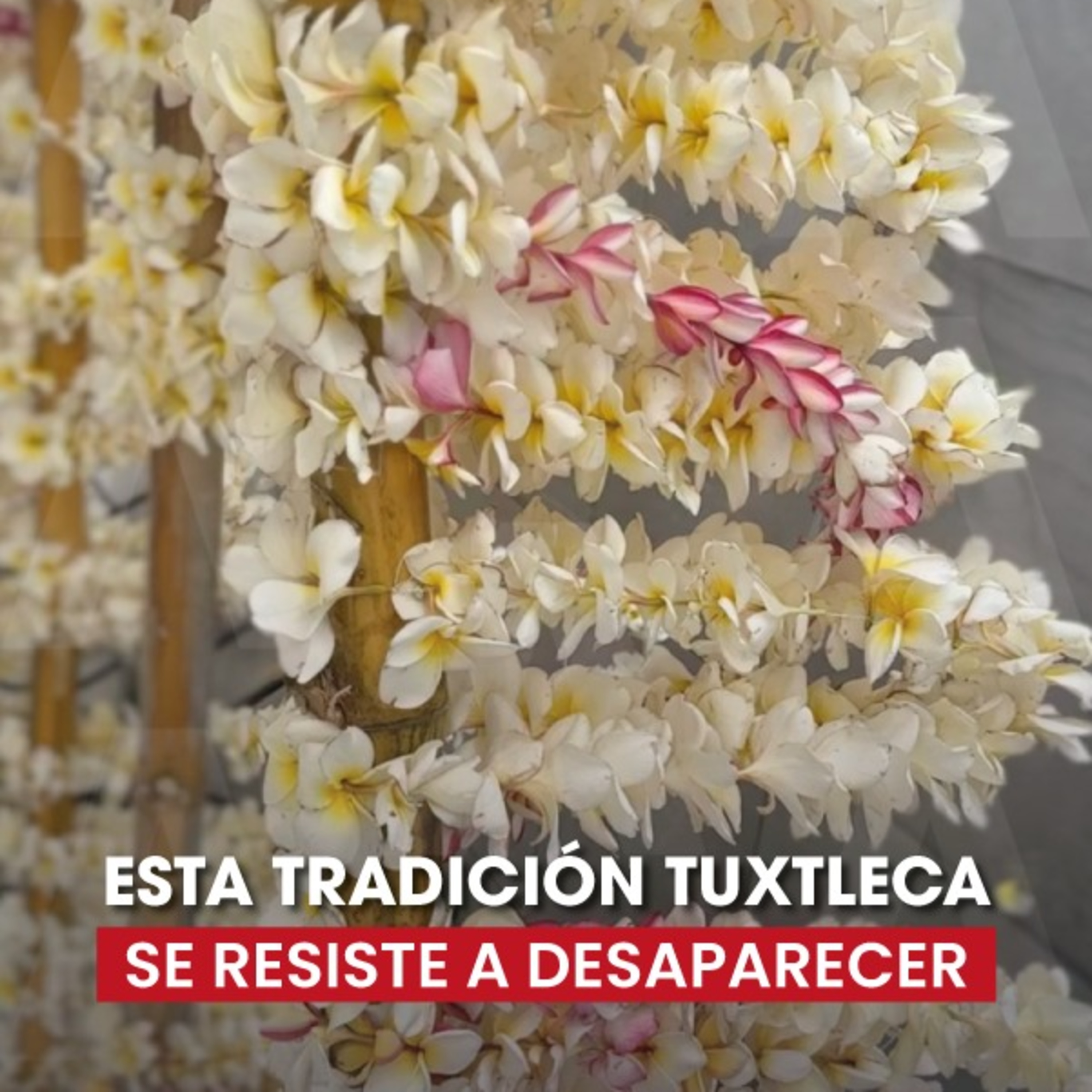 🎋 Una tradición tuxtleca que florece en mayo episode artwork