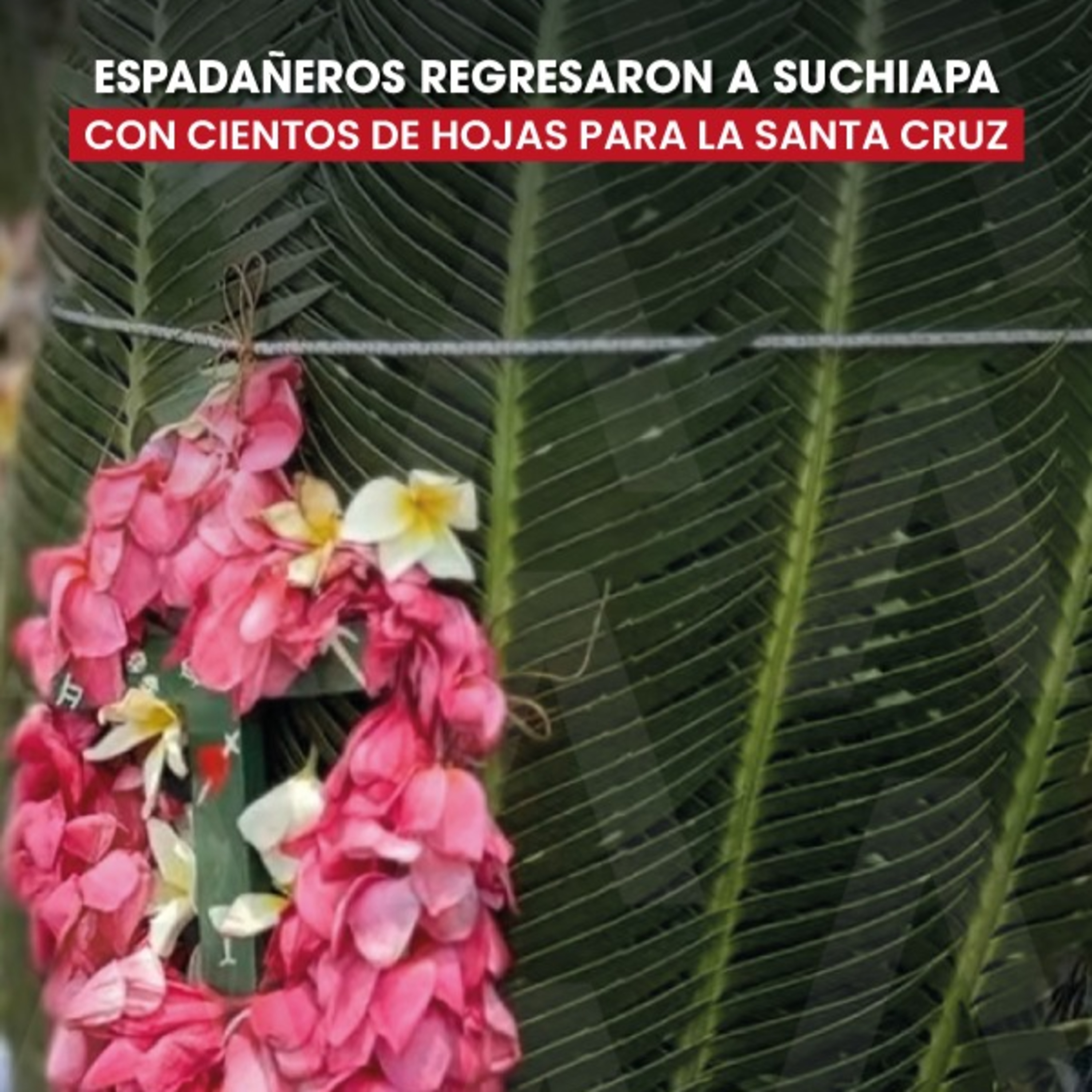 Espadañeros regresan a Suchiapa con las hojas para la Santa Cruz episode artwork
