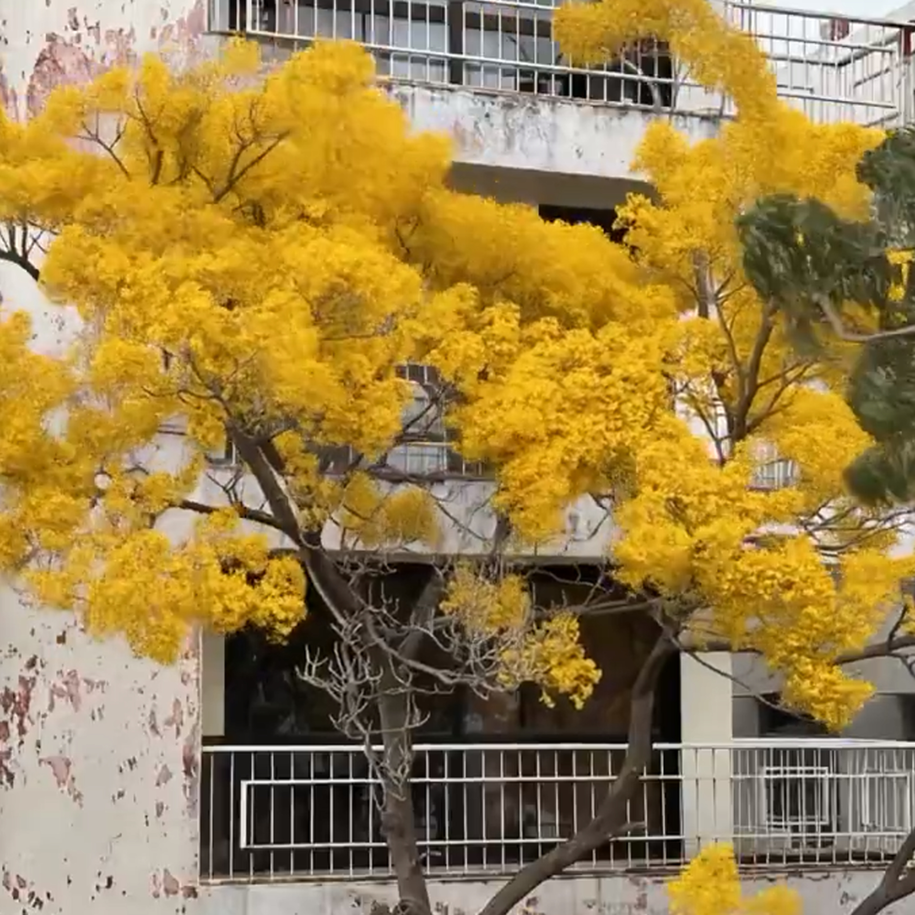 🌸 Árboles de primavera florecen dos veces: una alerta del clima. episode artwork