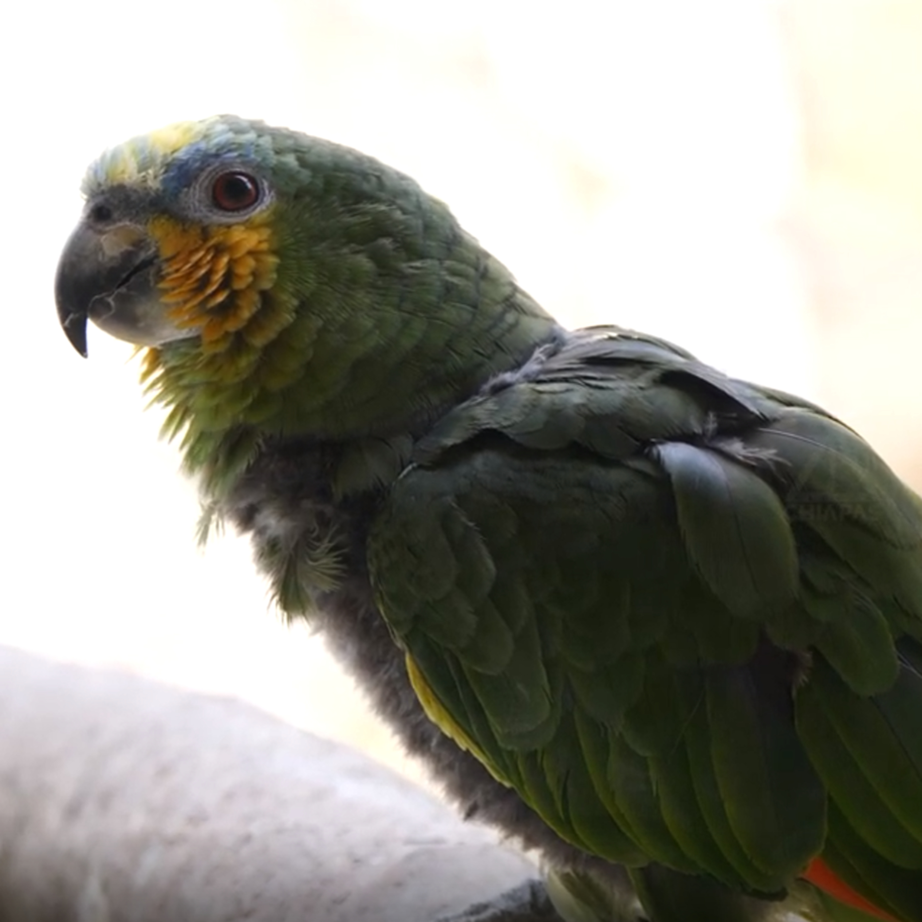 ¡No es una mascota, es una víctima! El tráfico de loros deja un daño irreparable en la naturaleza episode artwork