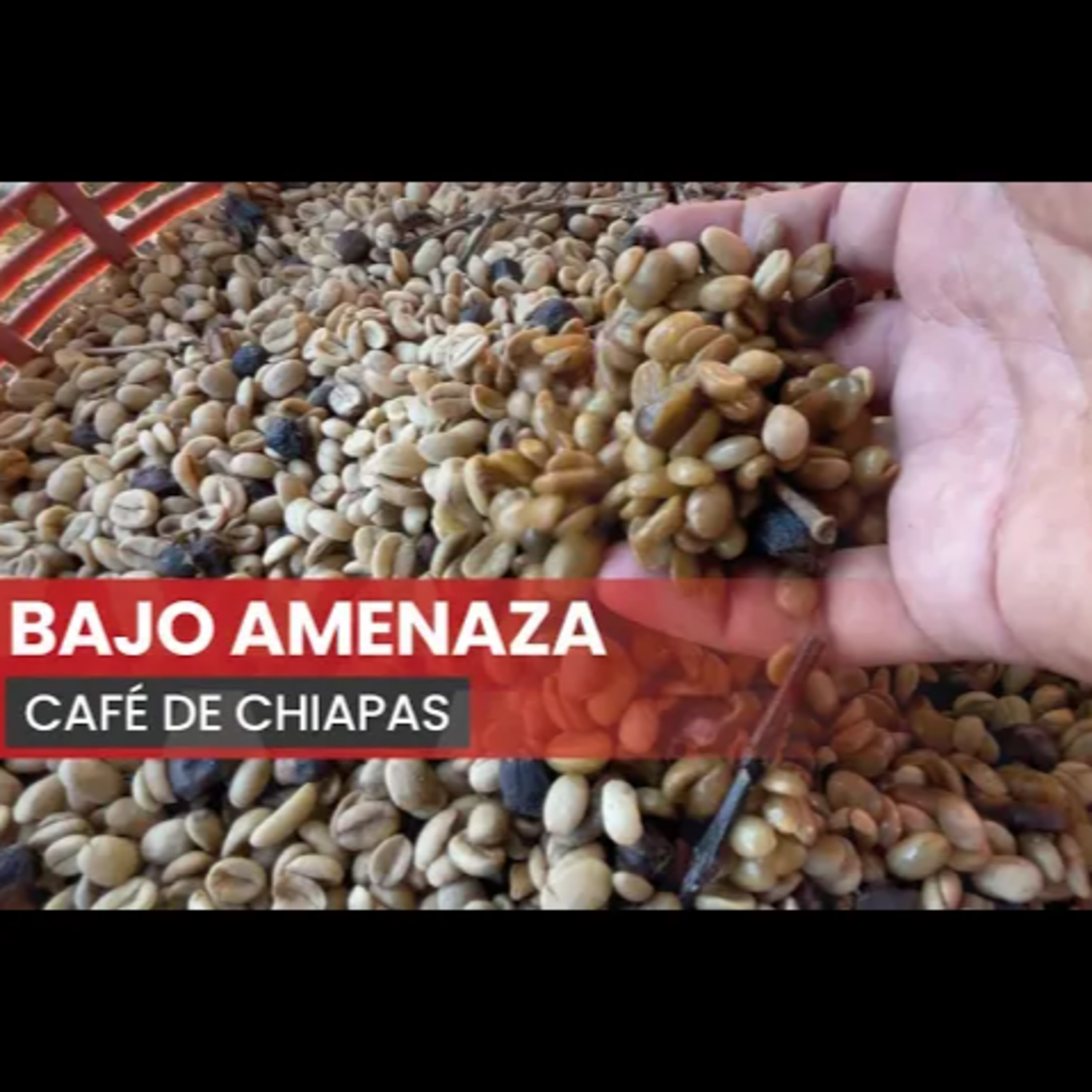 Café de Yajalón, en amenaza por cambio climático y las trampas del mercado. episode artwork