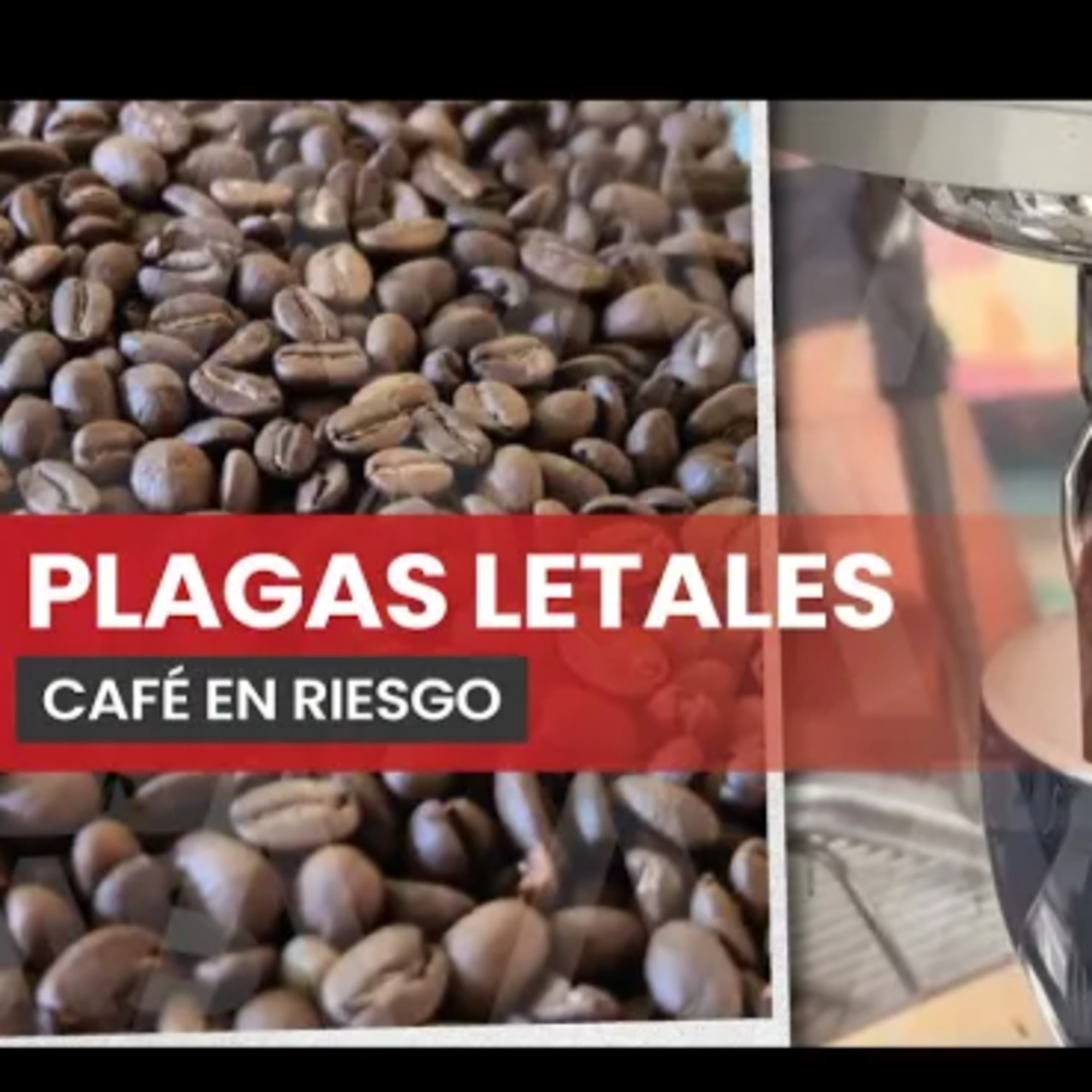 Cafetales de Ocosingo bajo amenaza episode artwork