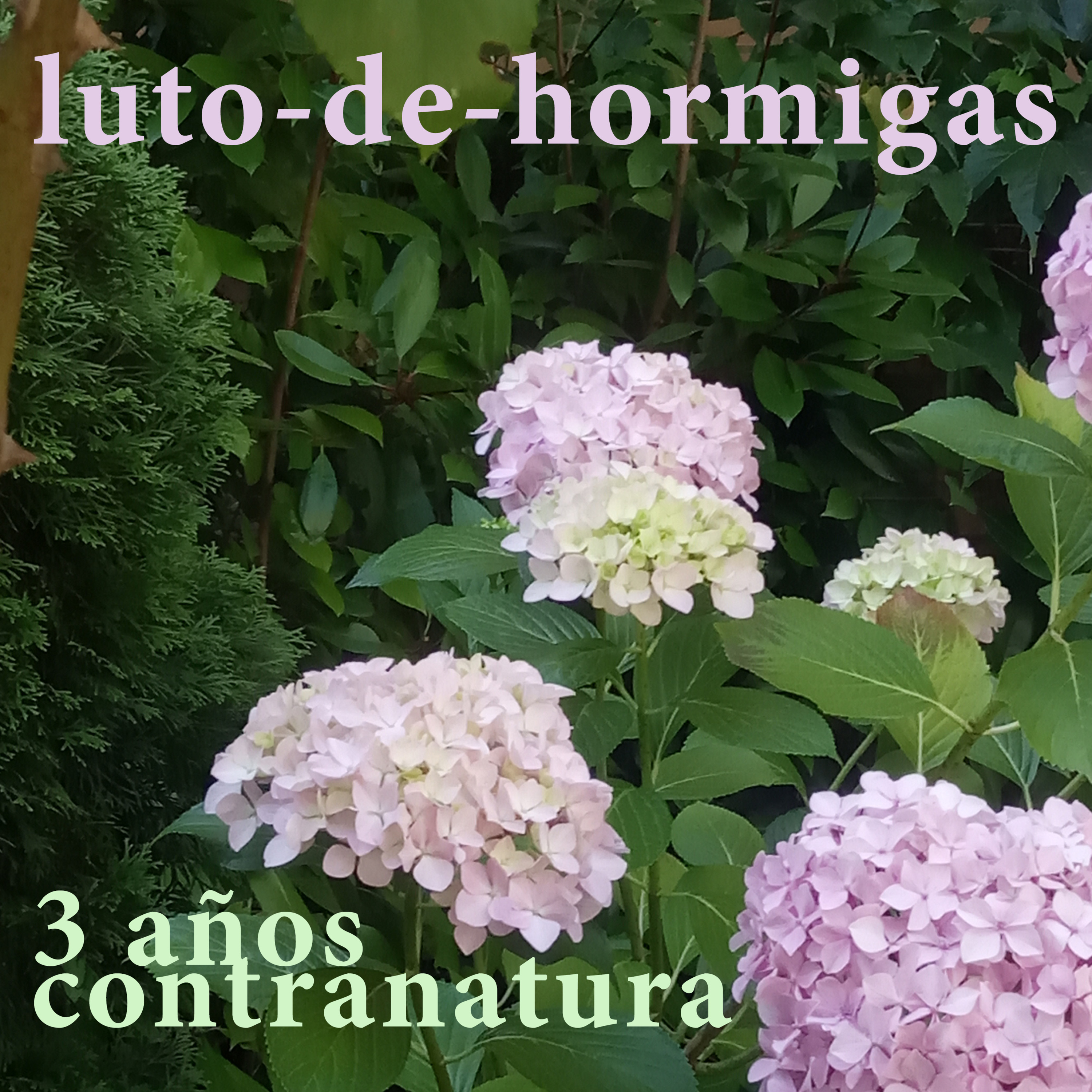 luto-de-hormigas/ants-mourning