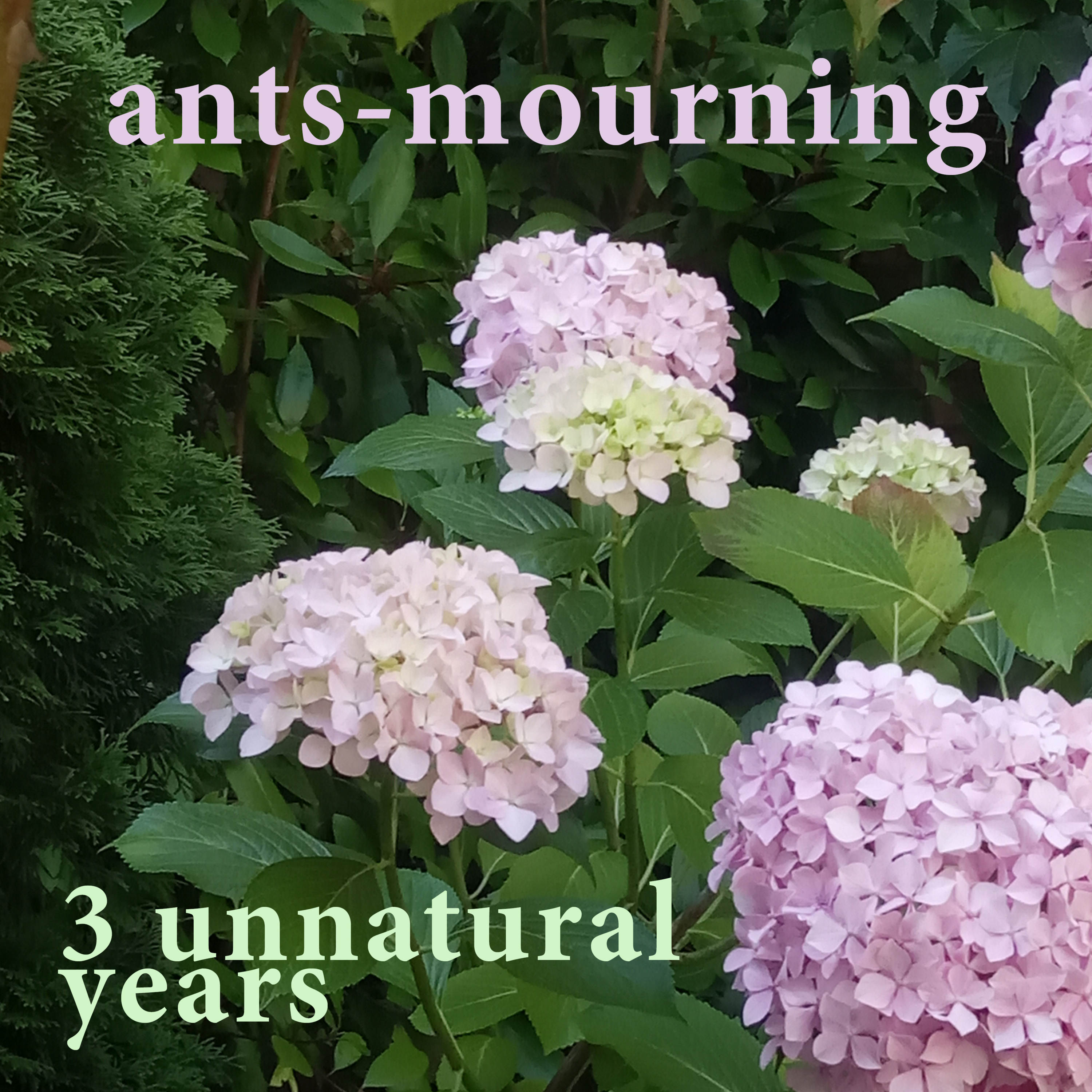 luto-de-hormigas/ants-mourning