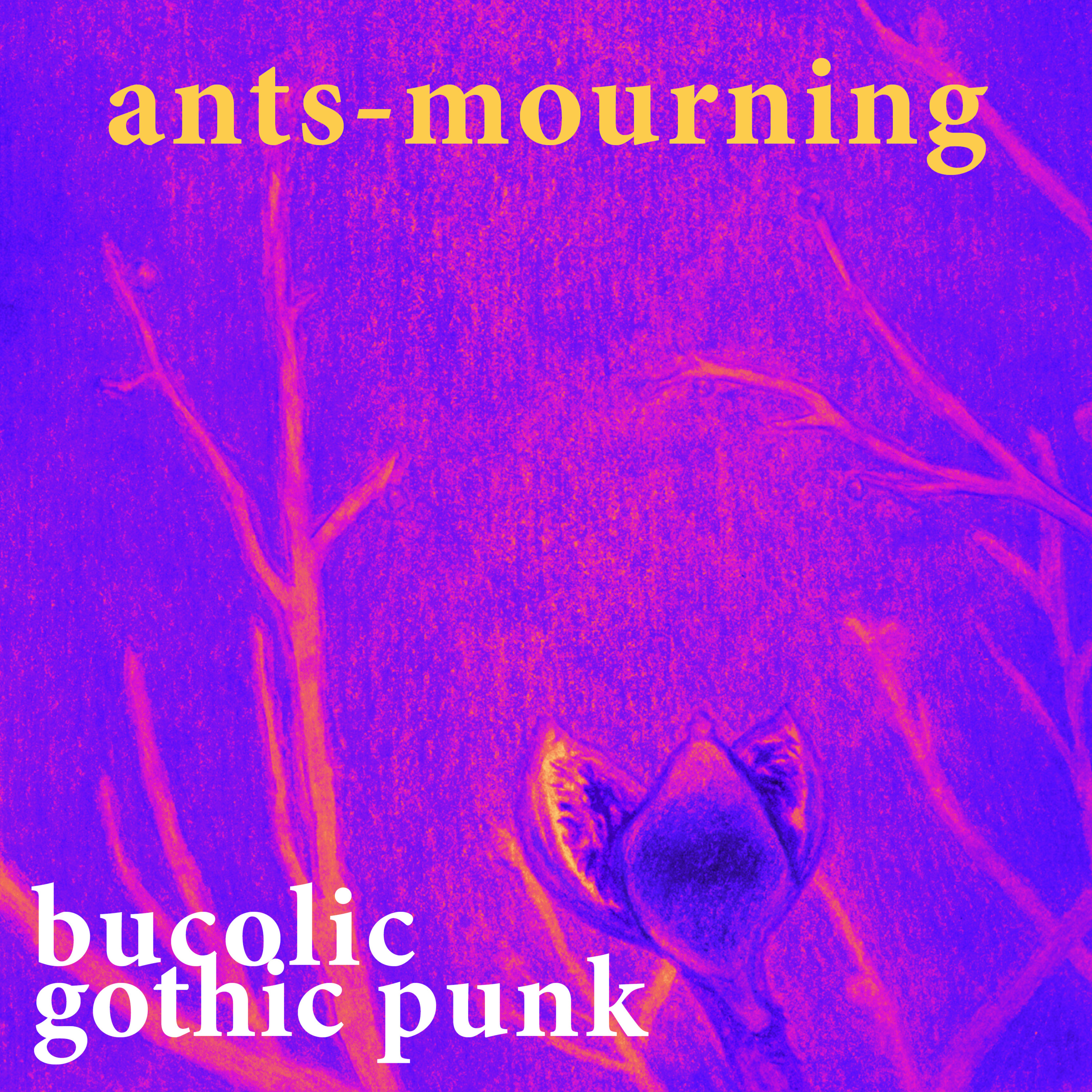 luto-de-hormigas/ants-mourning