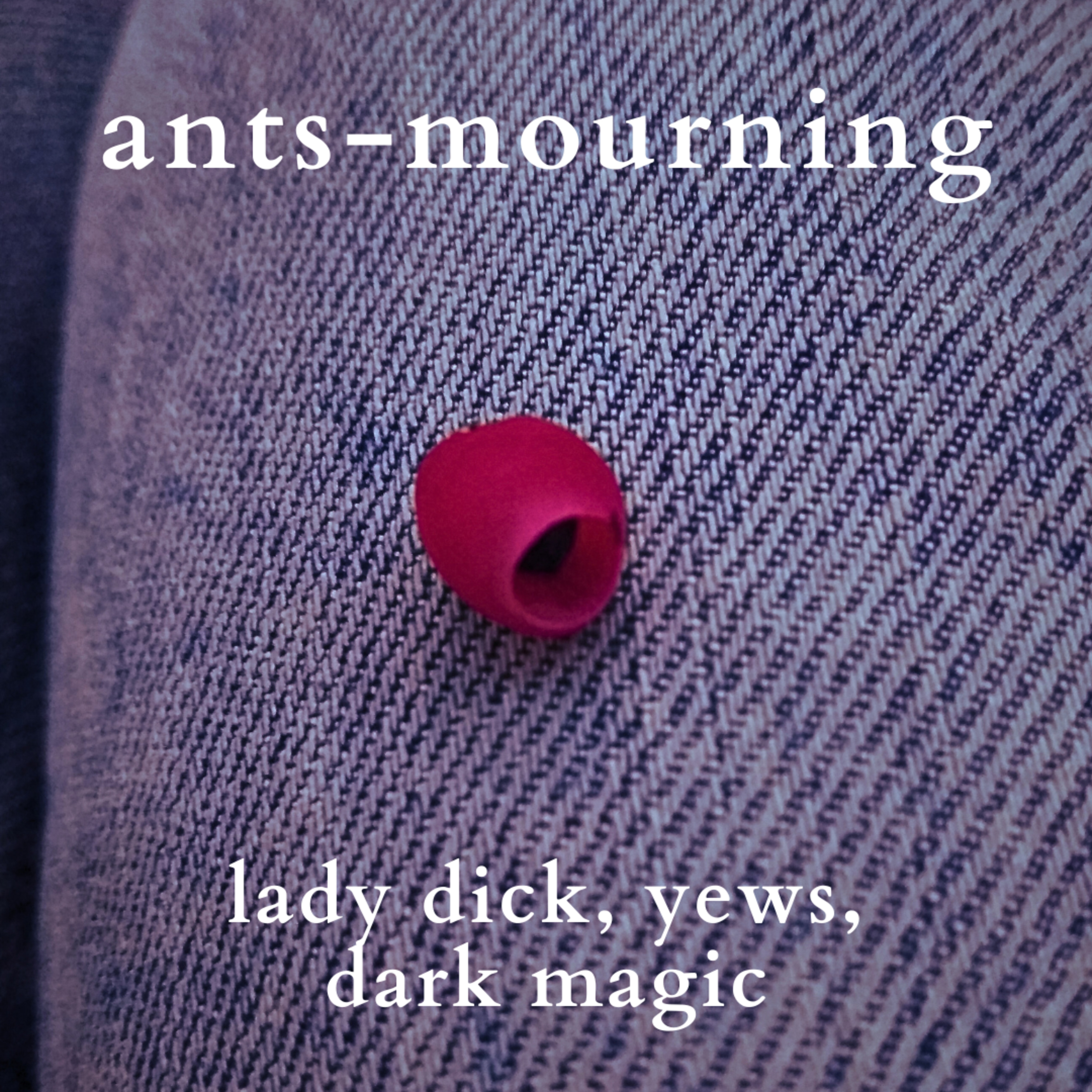 luto-de-hormigas/ants-mourning