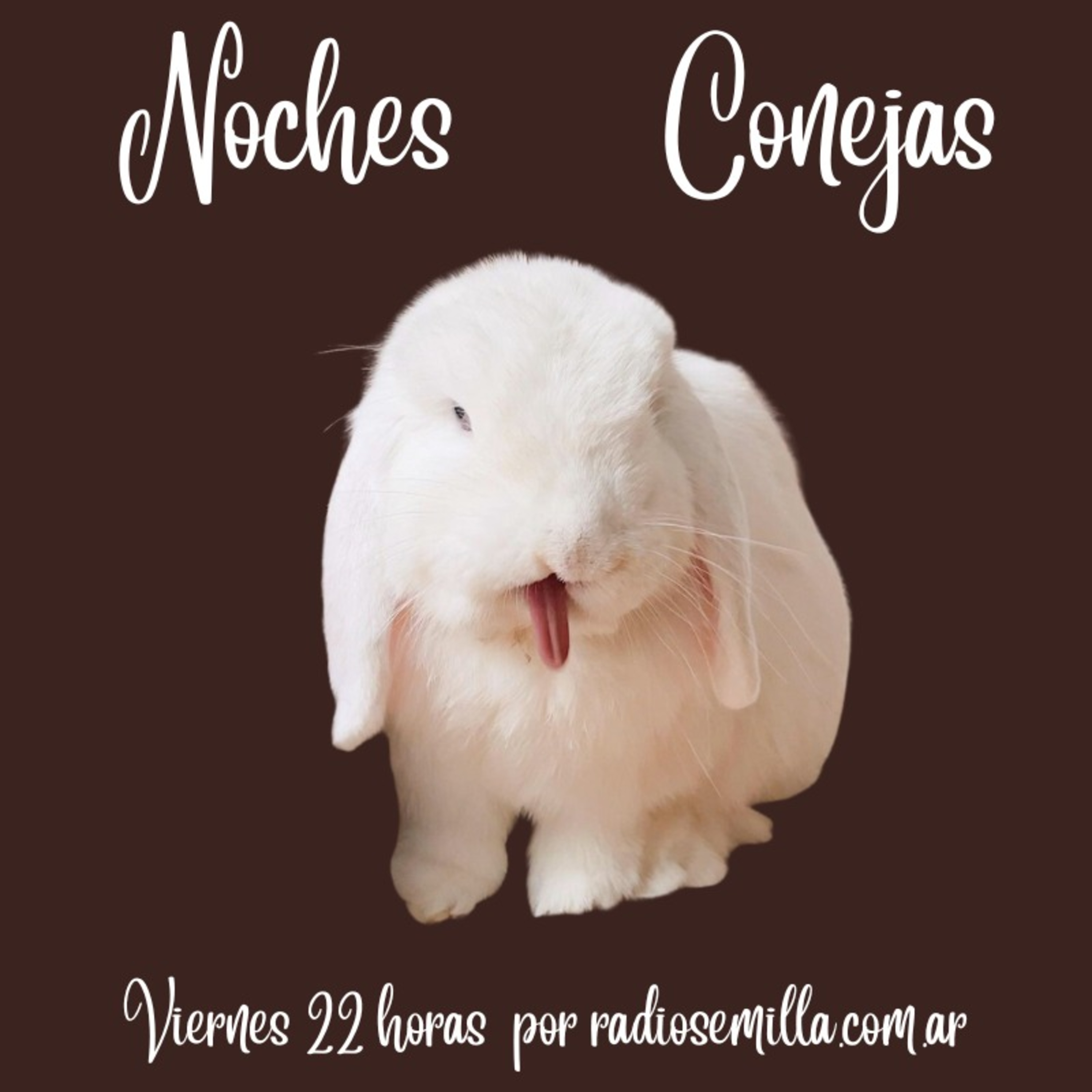 Noches Conejas