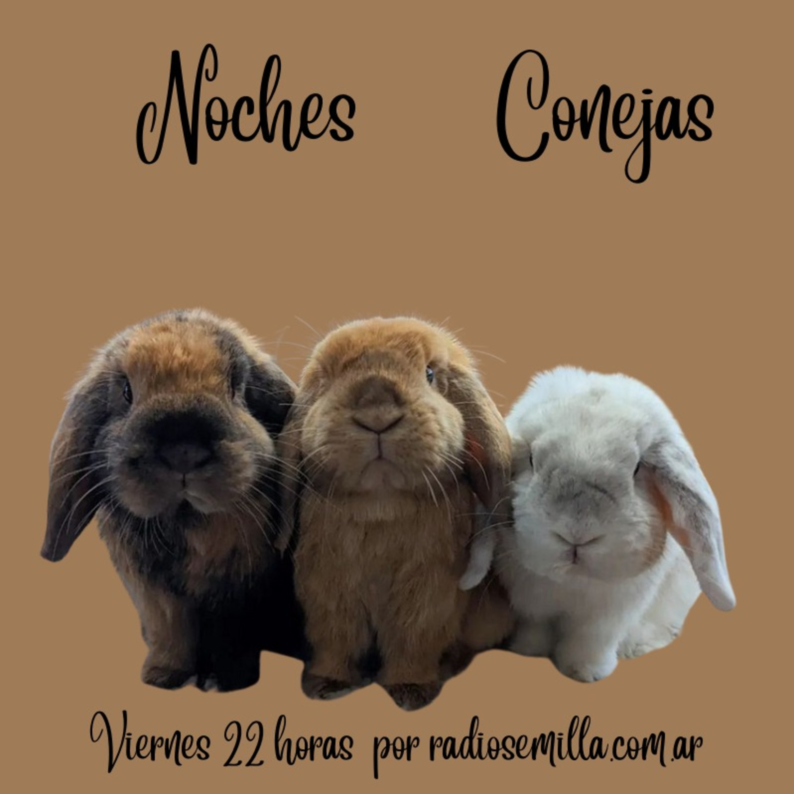 Noches Conejas