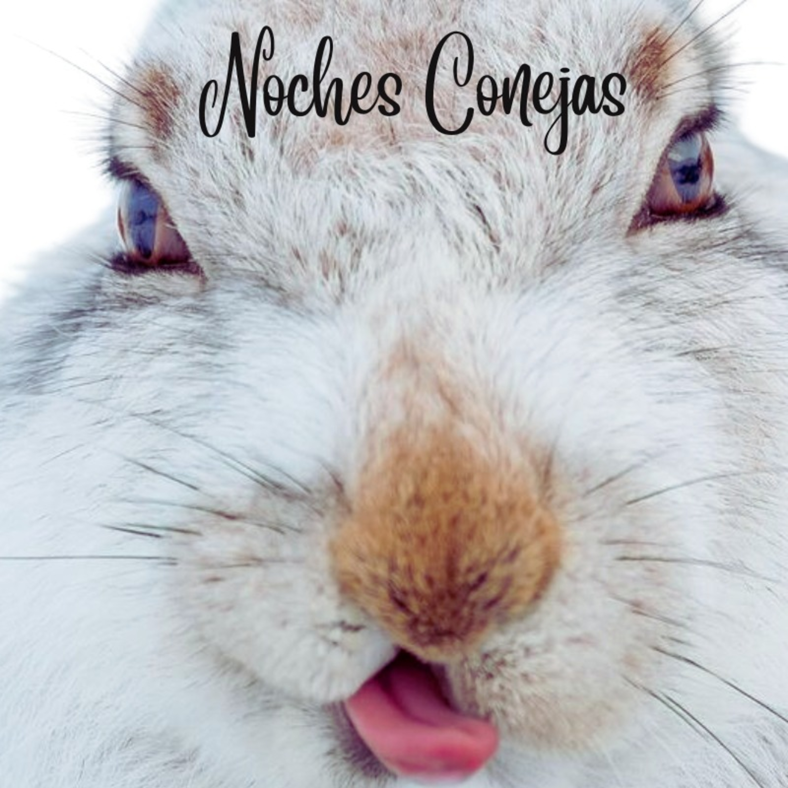 Noches Conejas