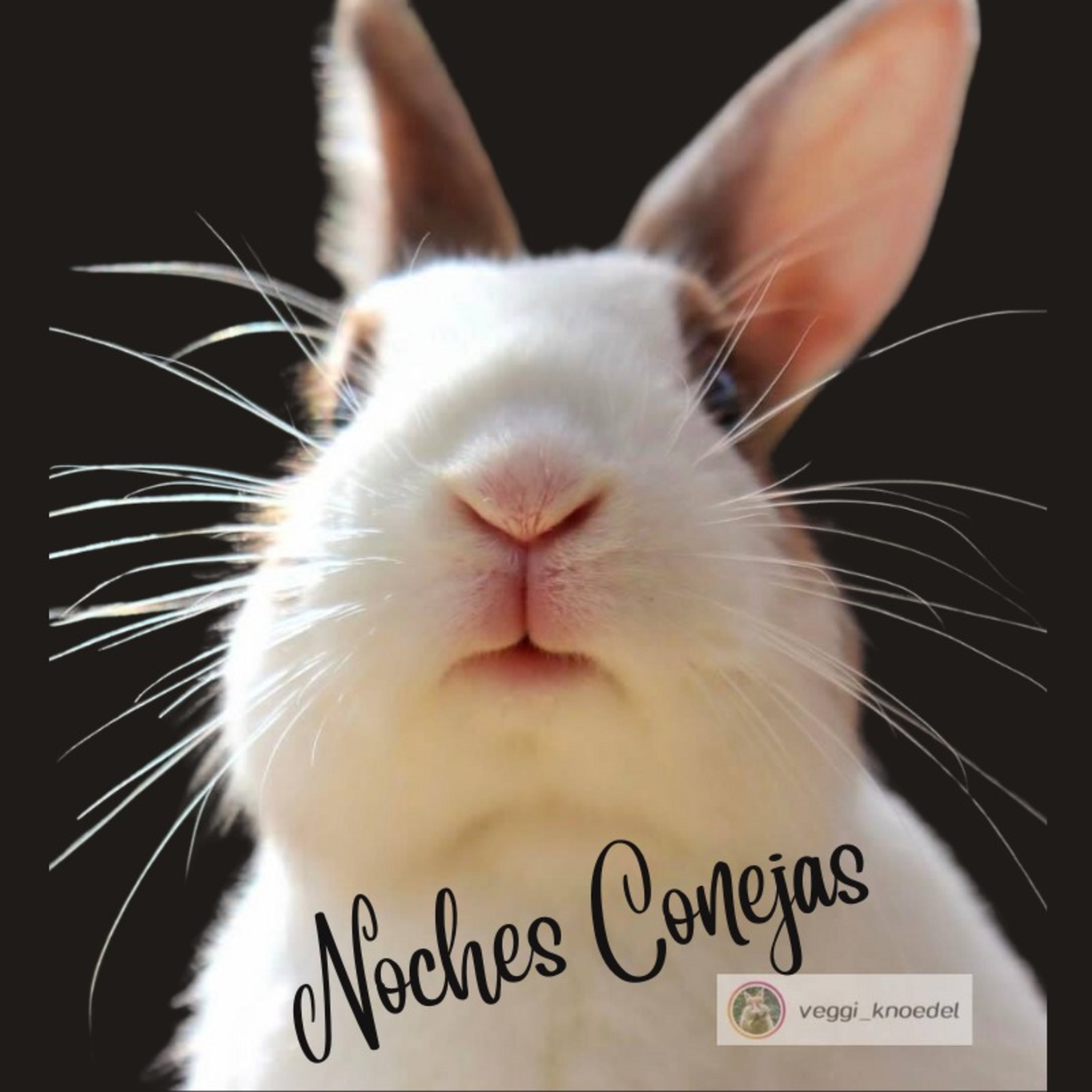Noches Conejas