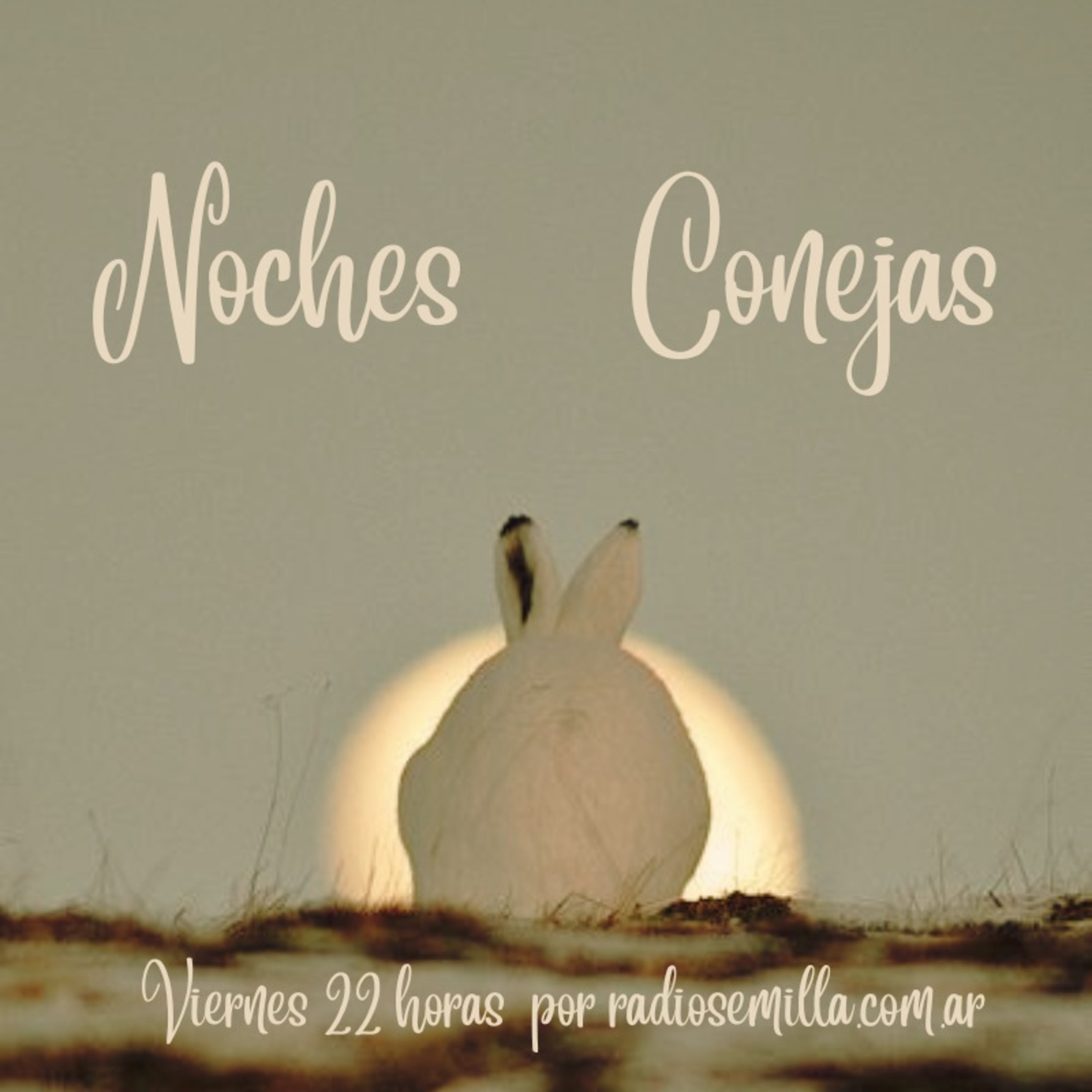 Noches Conejas