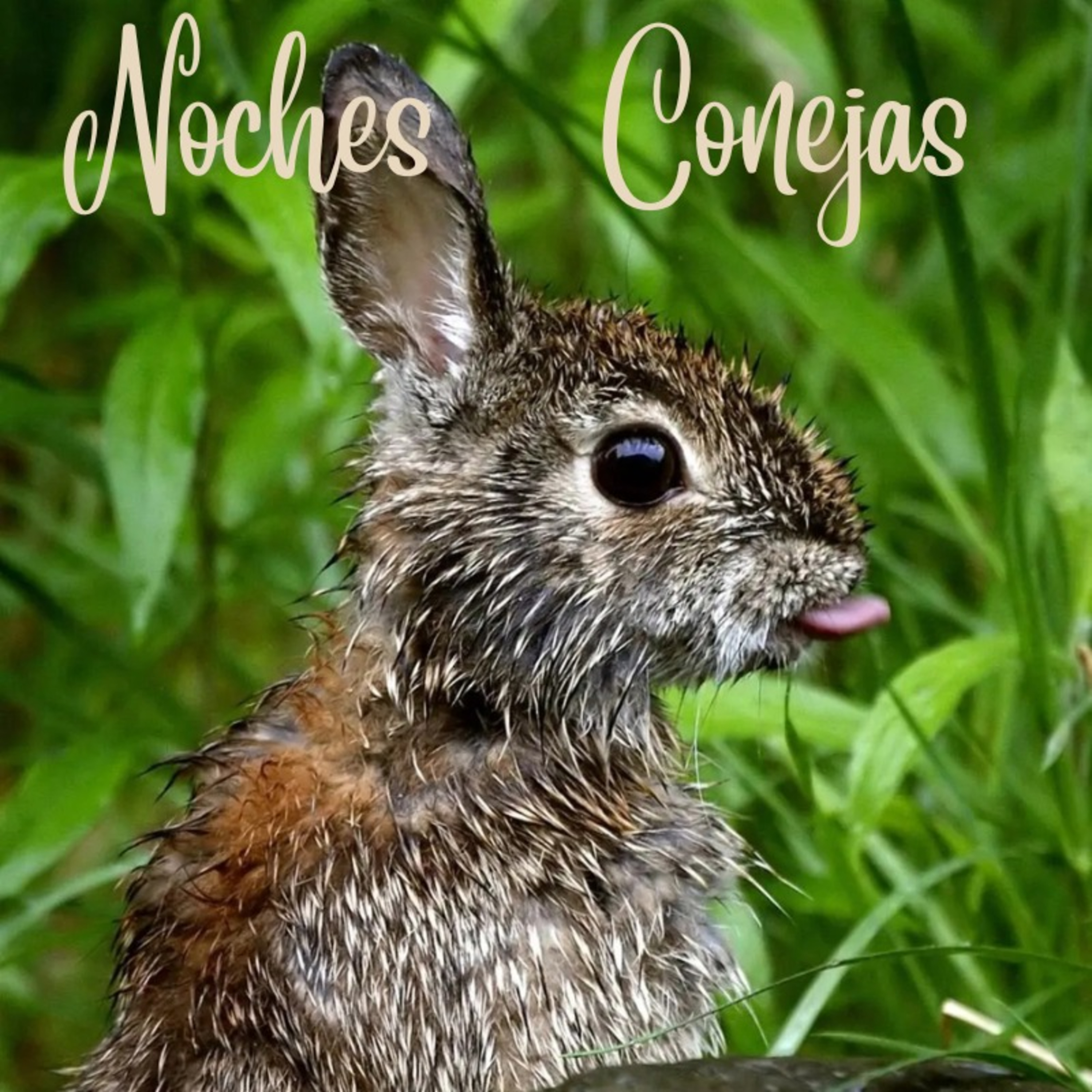 Noches Conejas