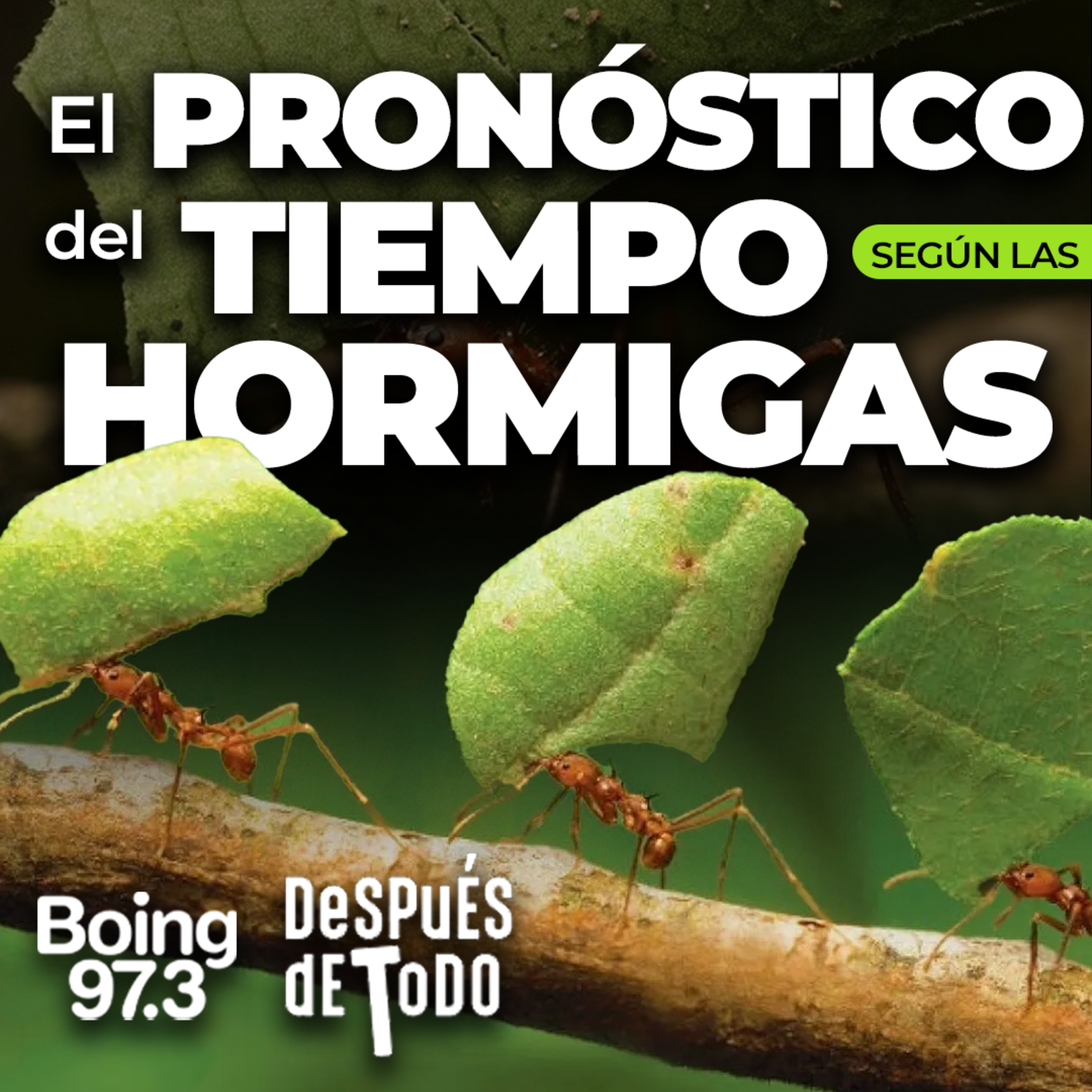 Jorge Finardi (@GeorgeClimaPron), pronostica el tiempo a través de las hormigas episode artwork