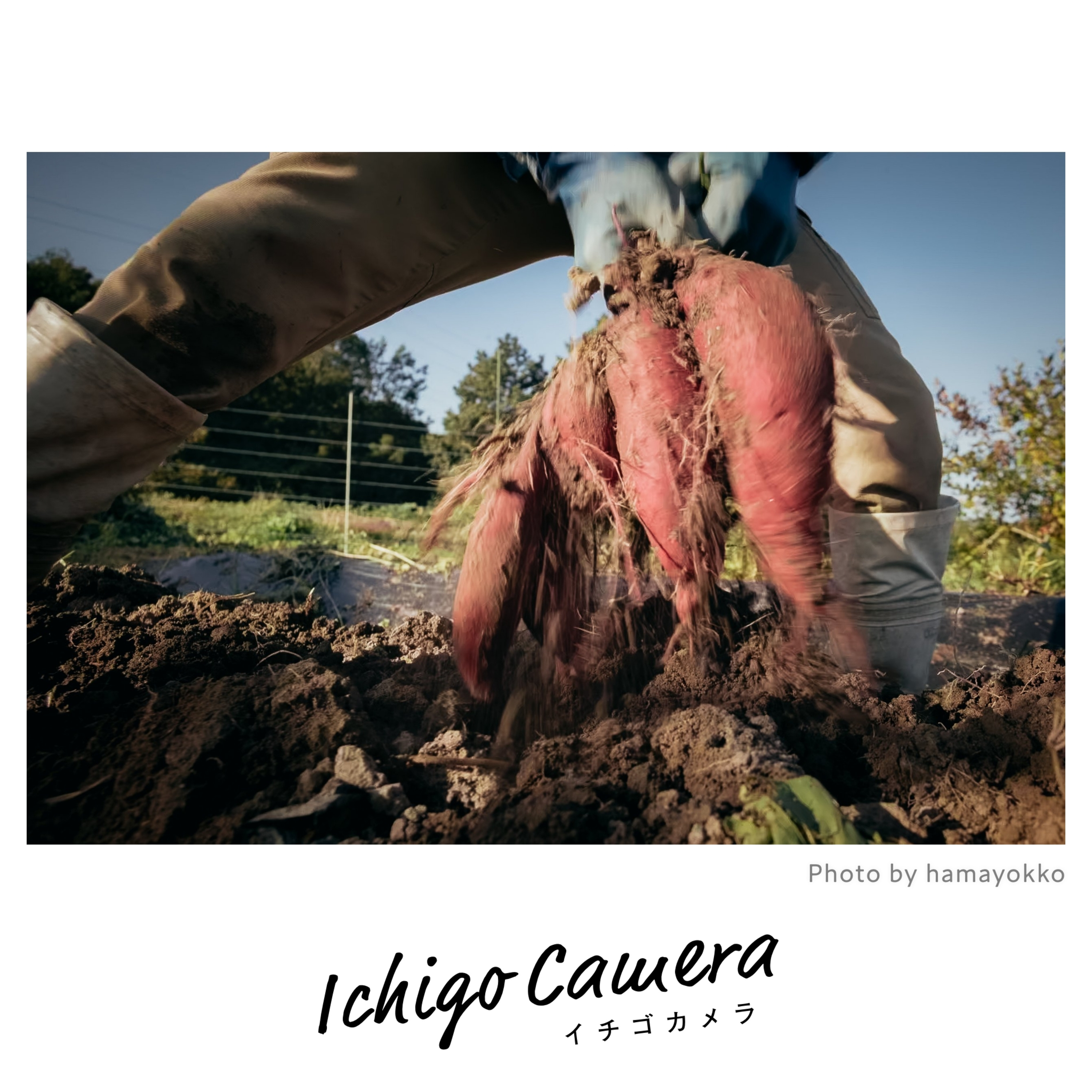 Ep160 お題「秋のお気に入り」の講評（Haruka・薄明）